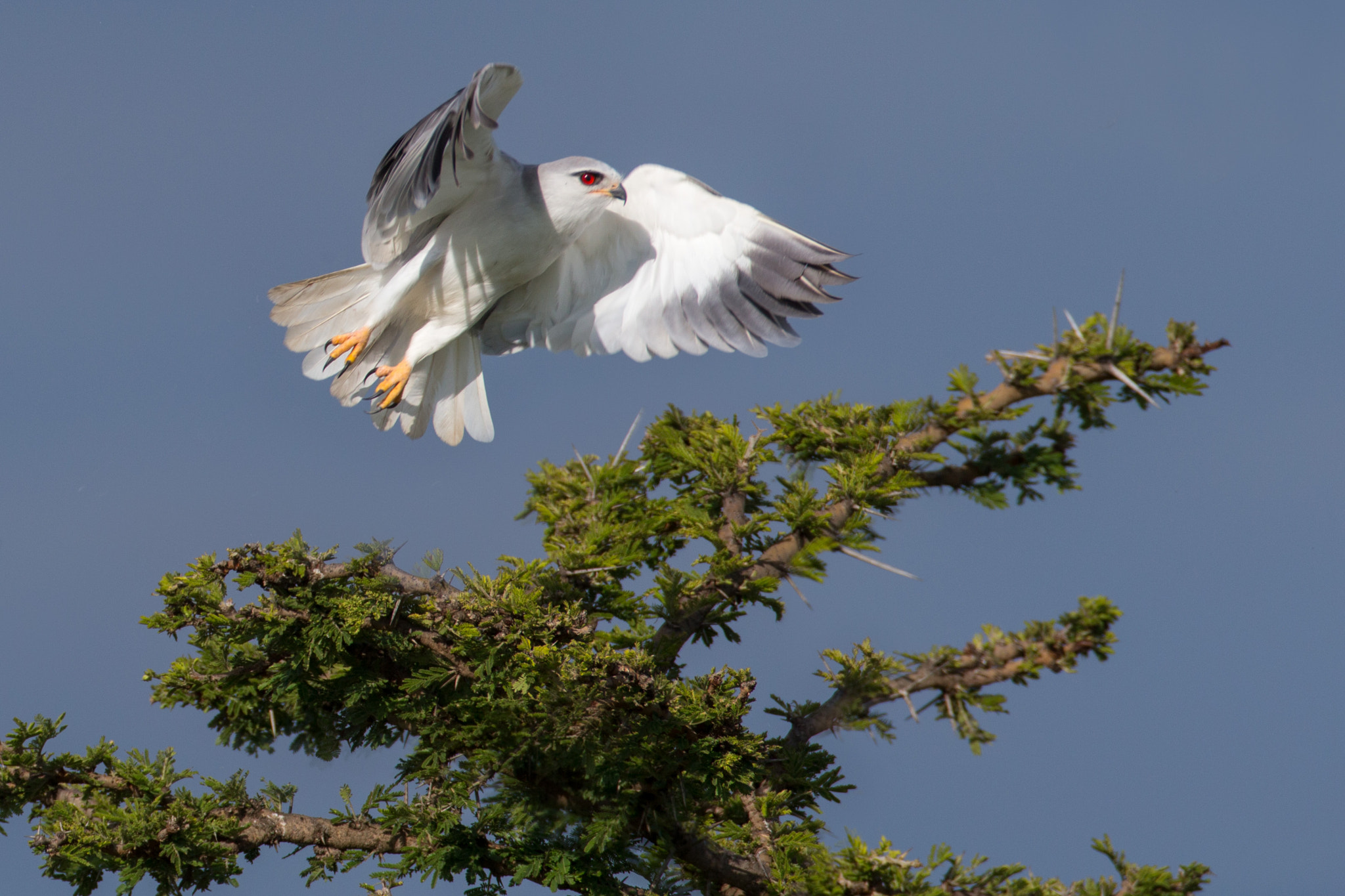 Canon EF 600mm F4L IS USM sample photo. Kite photography