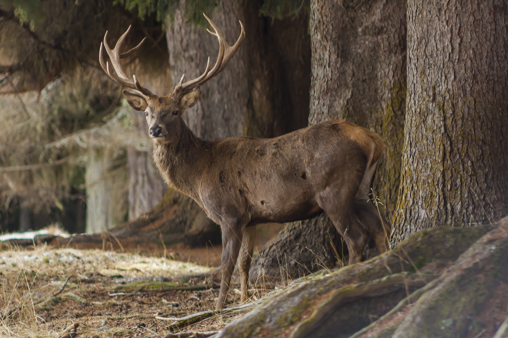 Canon EF 75-300mm f/4-5.6 USM sample photo. The king photography