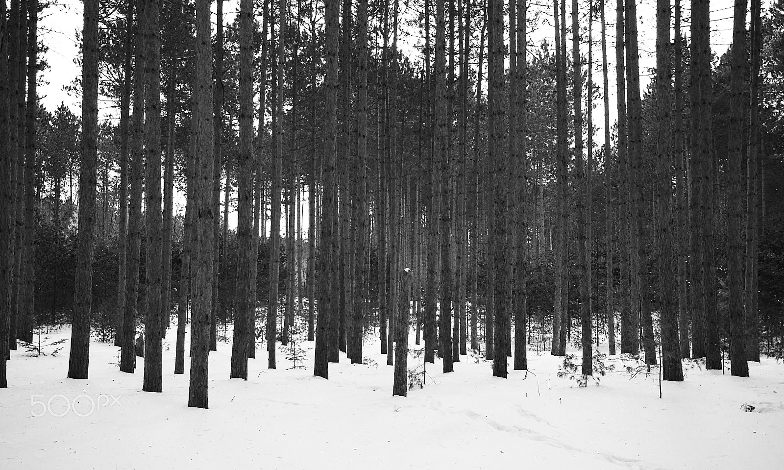 Sony SLT-A58 + 10-20mm F3.5 sample photo. Snowy forest photography