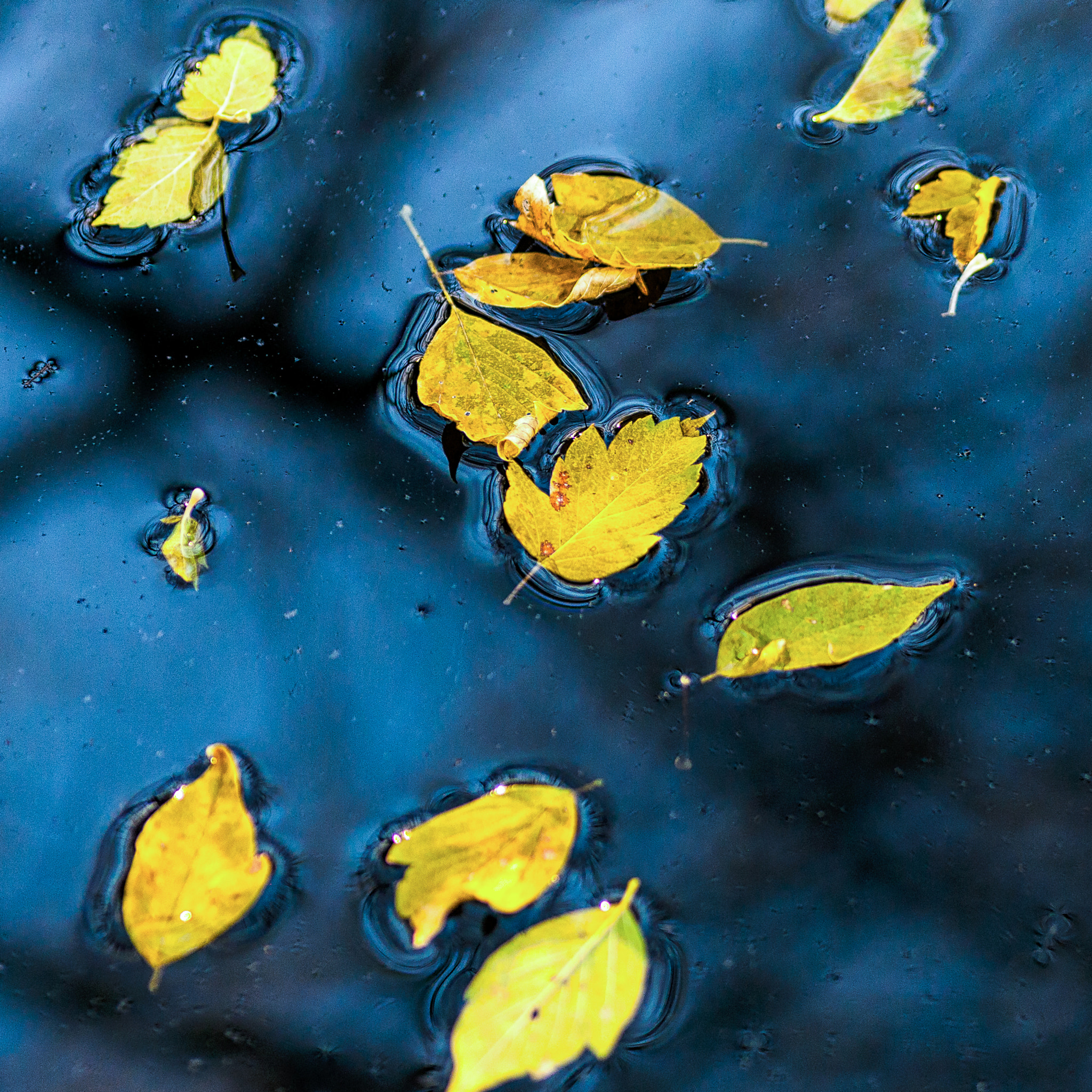 Nikon D300S + Sigma 70mm F2.8 EX DG Macro sample photo. Fall leaves floating photography