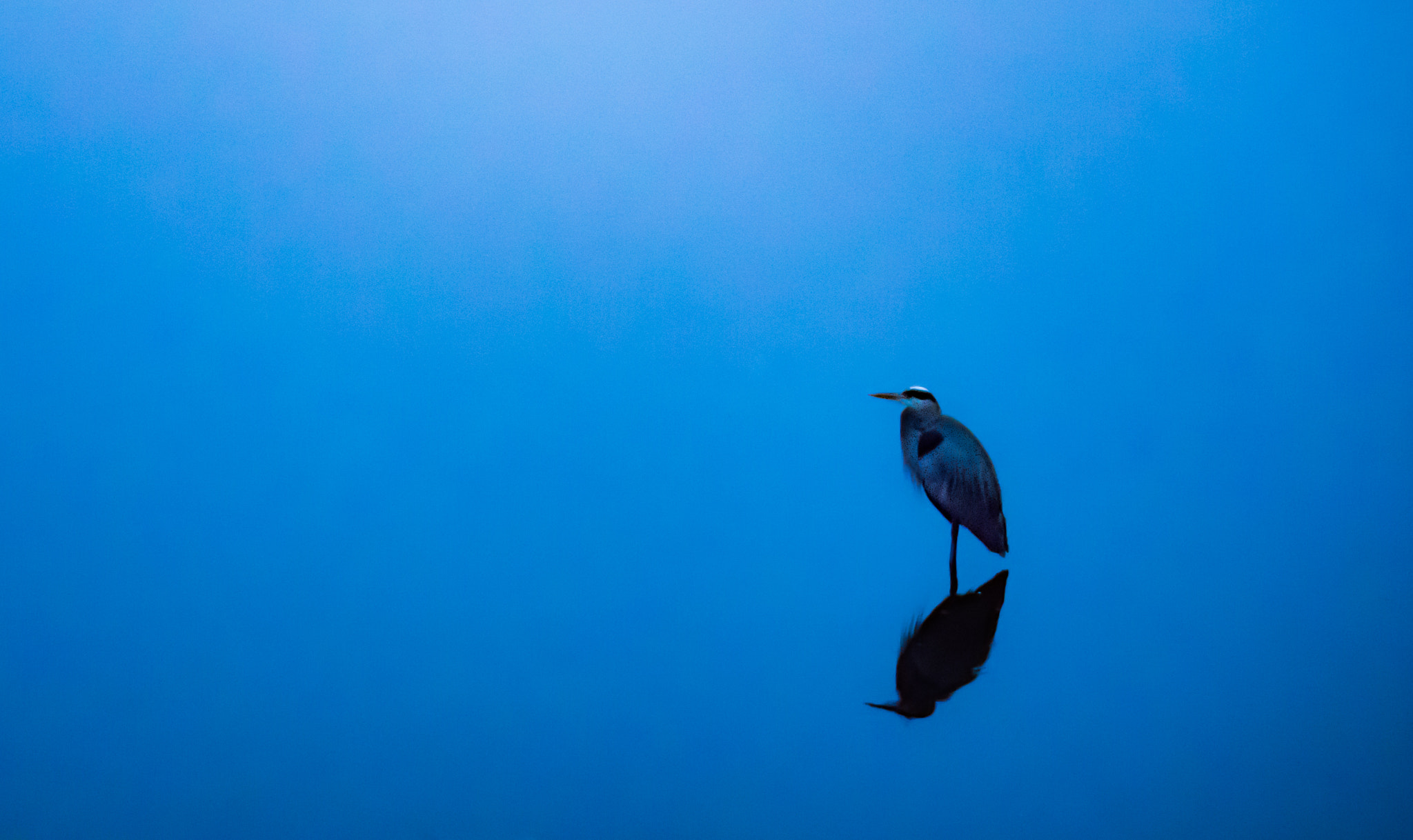 Panasonic Lumix G X Vario 35-100mm F2.8 OIS sample photo. Blue heron photography