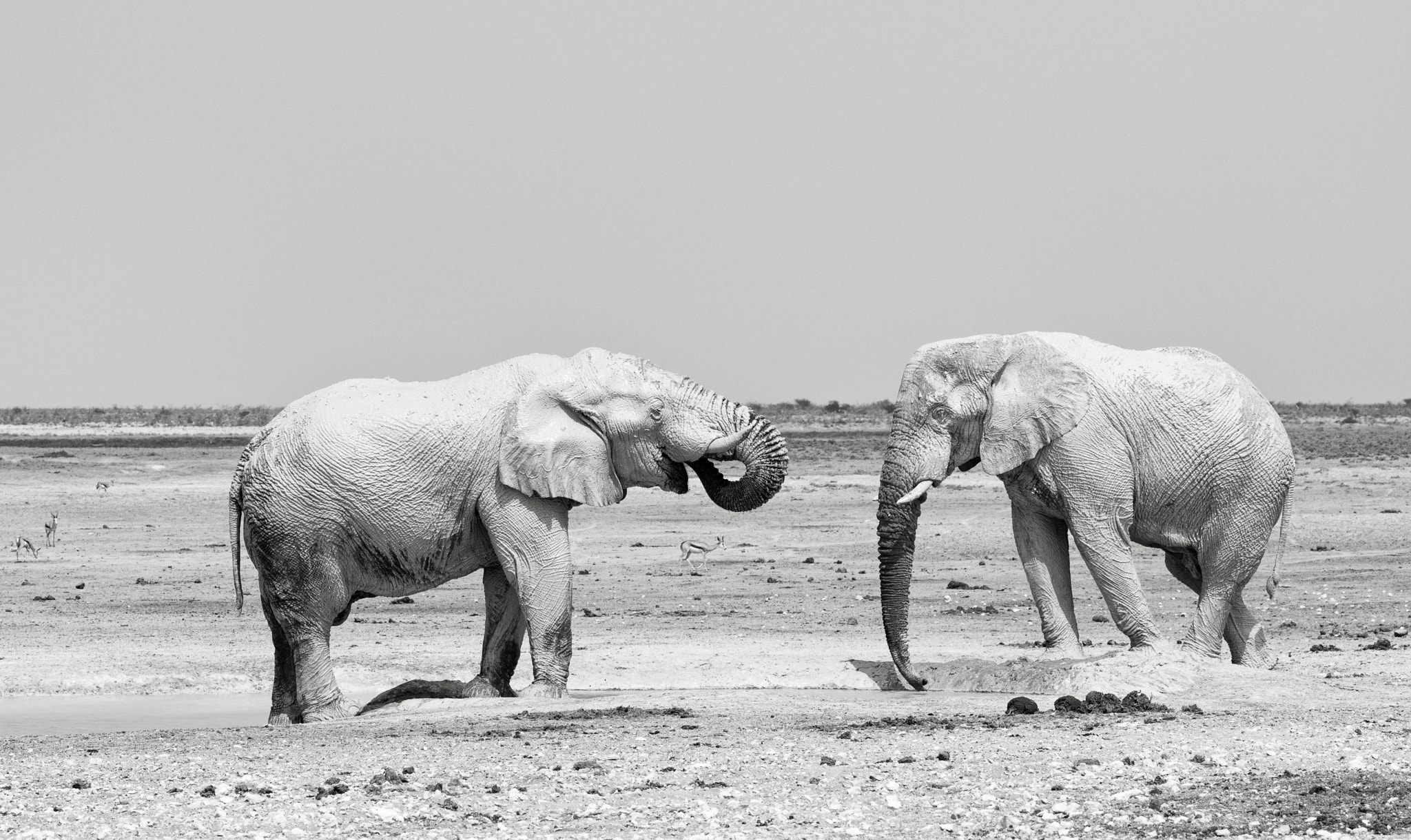 Nikon D810 + ZEISS Apo Sonnar T* 135mm F2 sample photo. Etosha photography