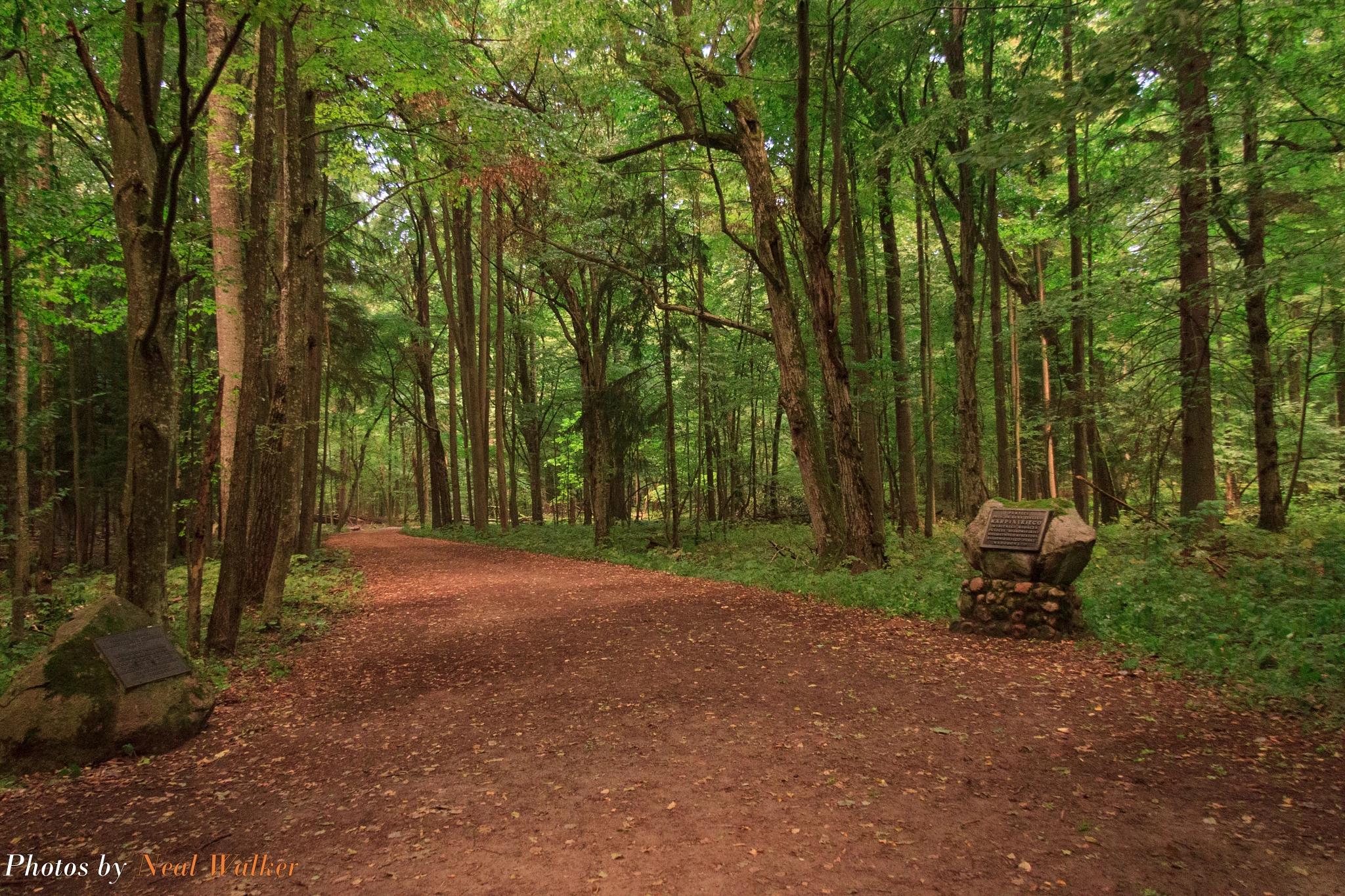 Canon EF-S 17-85mm F4-5.6 IS USM sample photo. Entrance to the primeval, unesco protected part of the forest photography