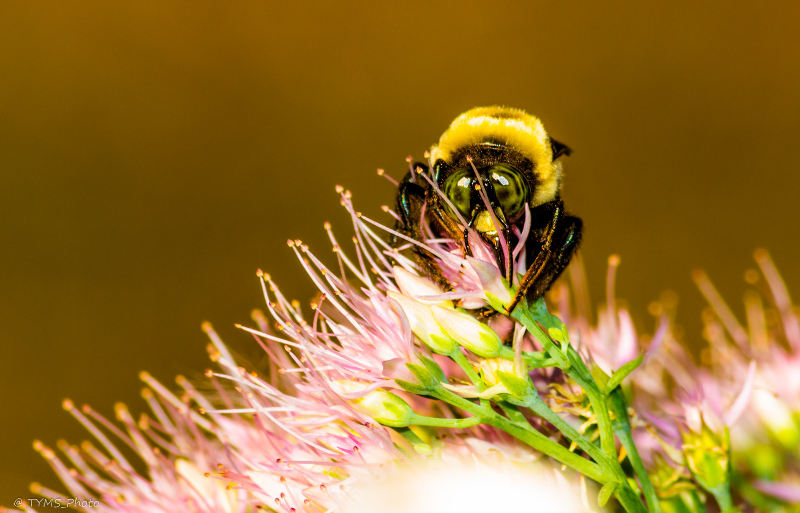 Sigma 70-300mm F4-5.6 APO DG Macro sample photo. Busy bee 2 photography
