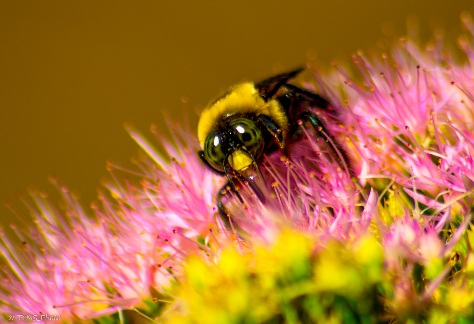 Sigma 70-300mm F4-5.6 APO DG Macro sample photo. Busy bee 1 photography