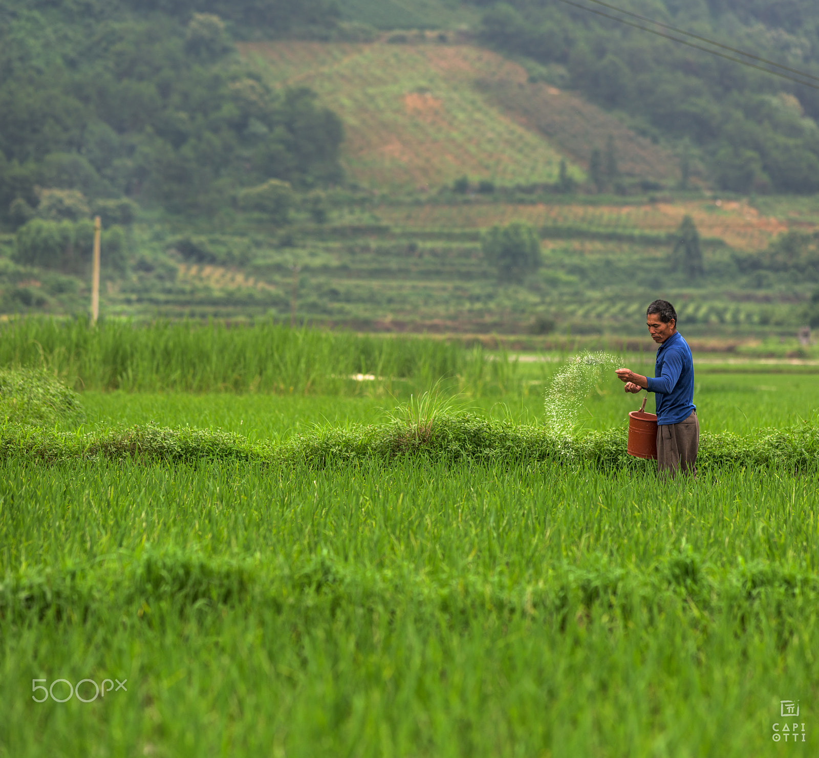 Nikon D810 + AF Nikkor 180mm f/2.8 IF-ED sample photo. South china photography