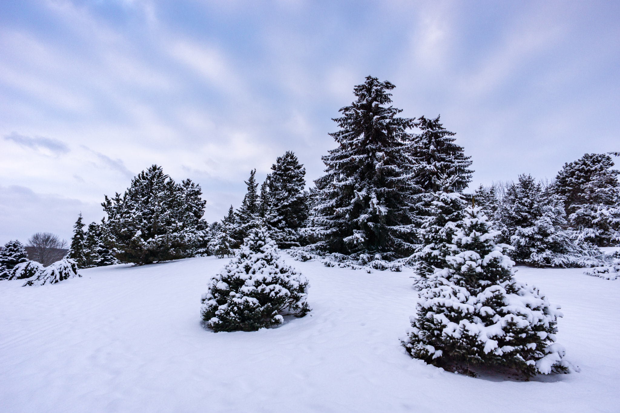 Sony Alpha NEX-7 + ZEISS Touit 12mm F2.8 sample photo. (26) fresh coat photography