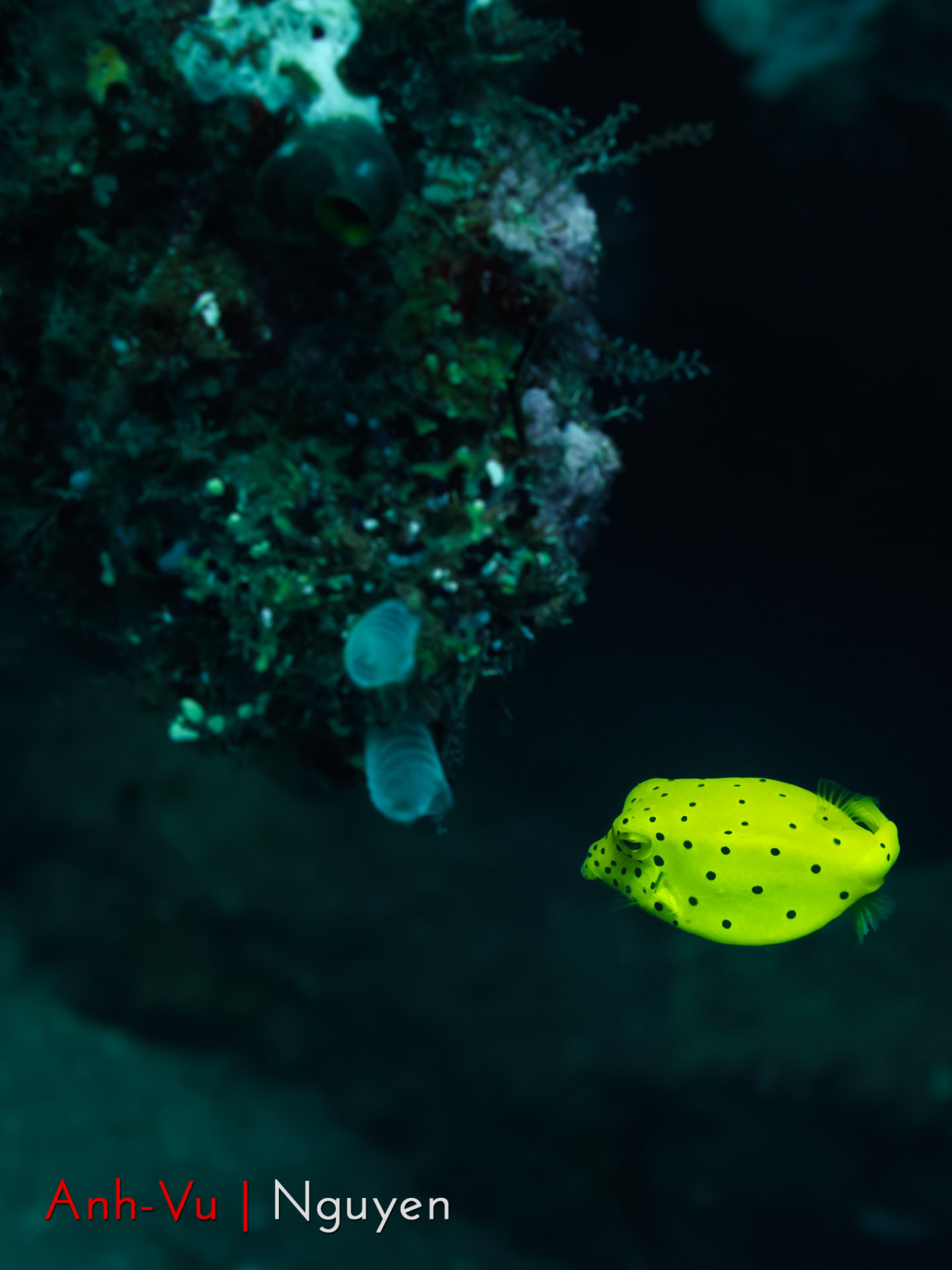 Sony Alpha NEX-5R + Sony E 30mm F3.5 Macro sample photo. Yellow boxfish photography