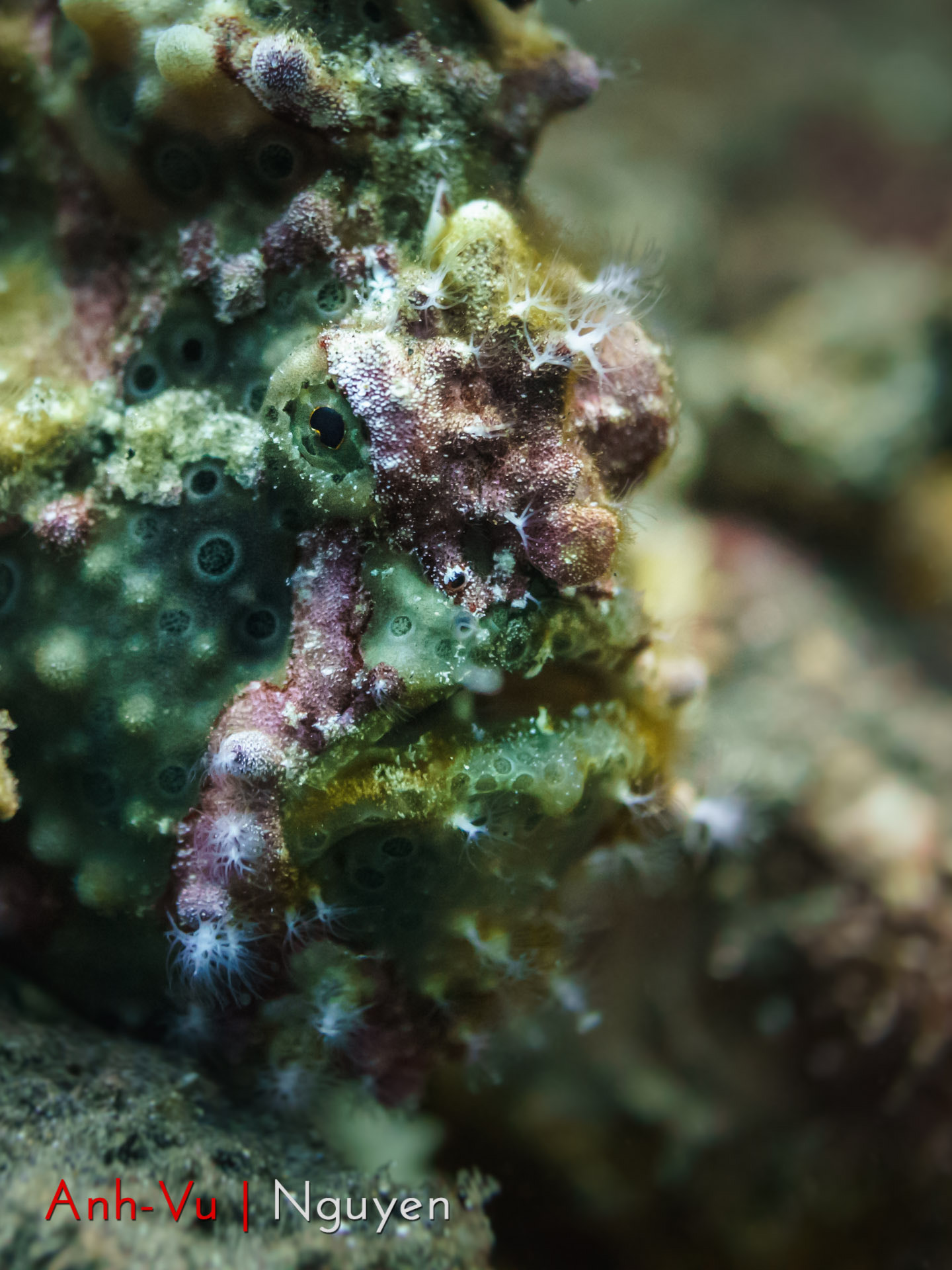 Sony E 30mm F3.5 Macro sample photo. Monster fish photography