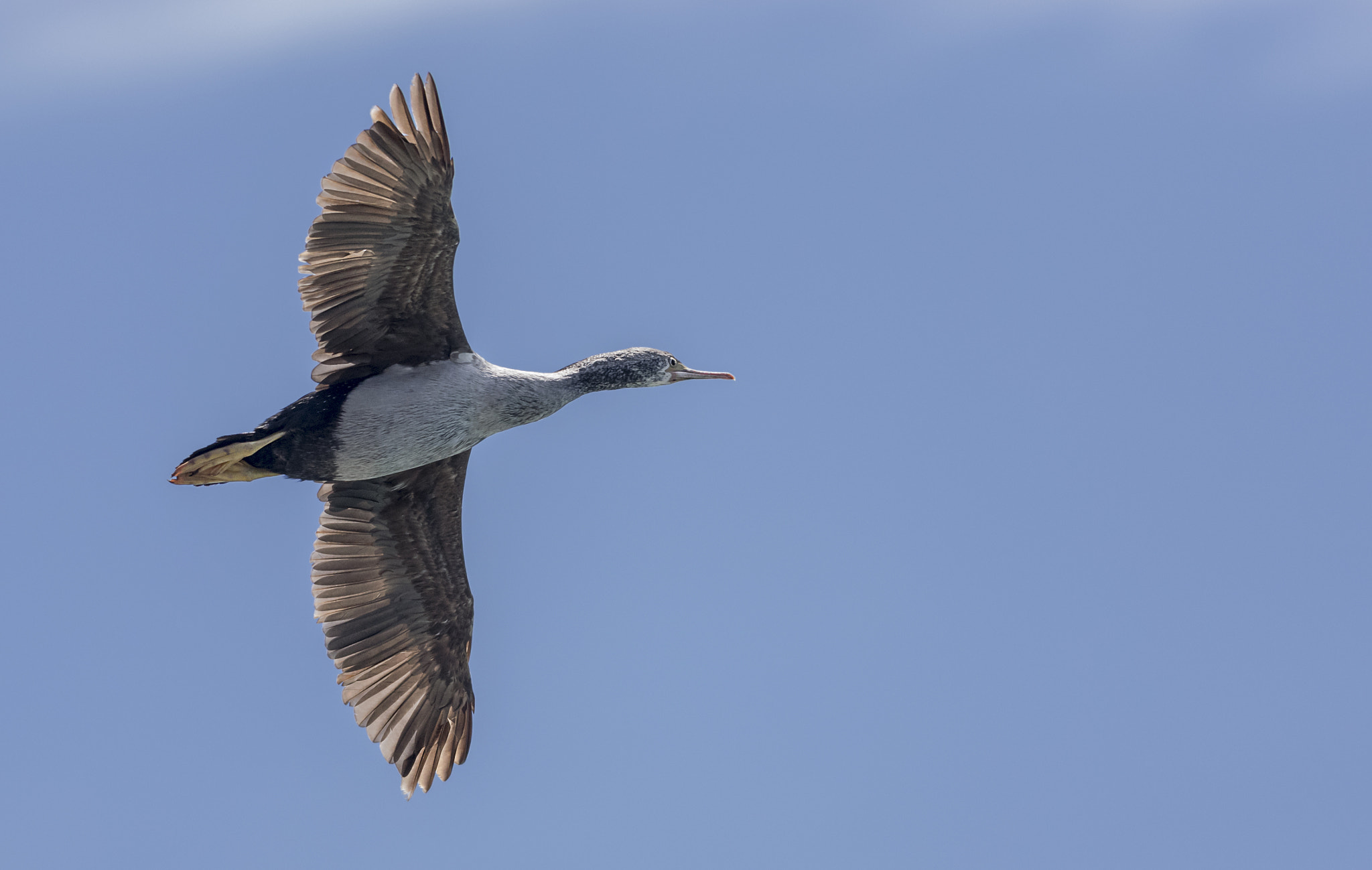 Nikon D5300 + Nikon AF-S Nikkor 300mm F4D ED-IF sample photo. Spotted shag (stictocarbo punctatus) photography