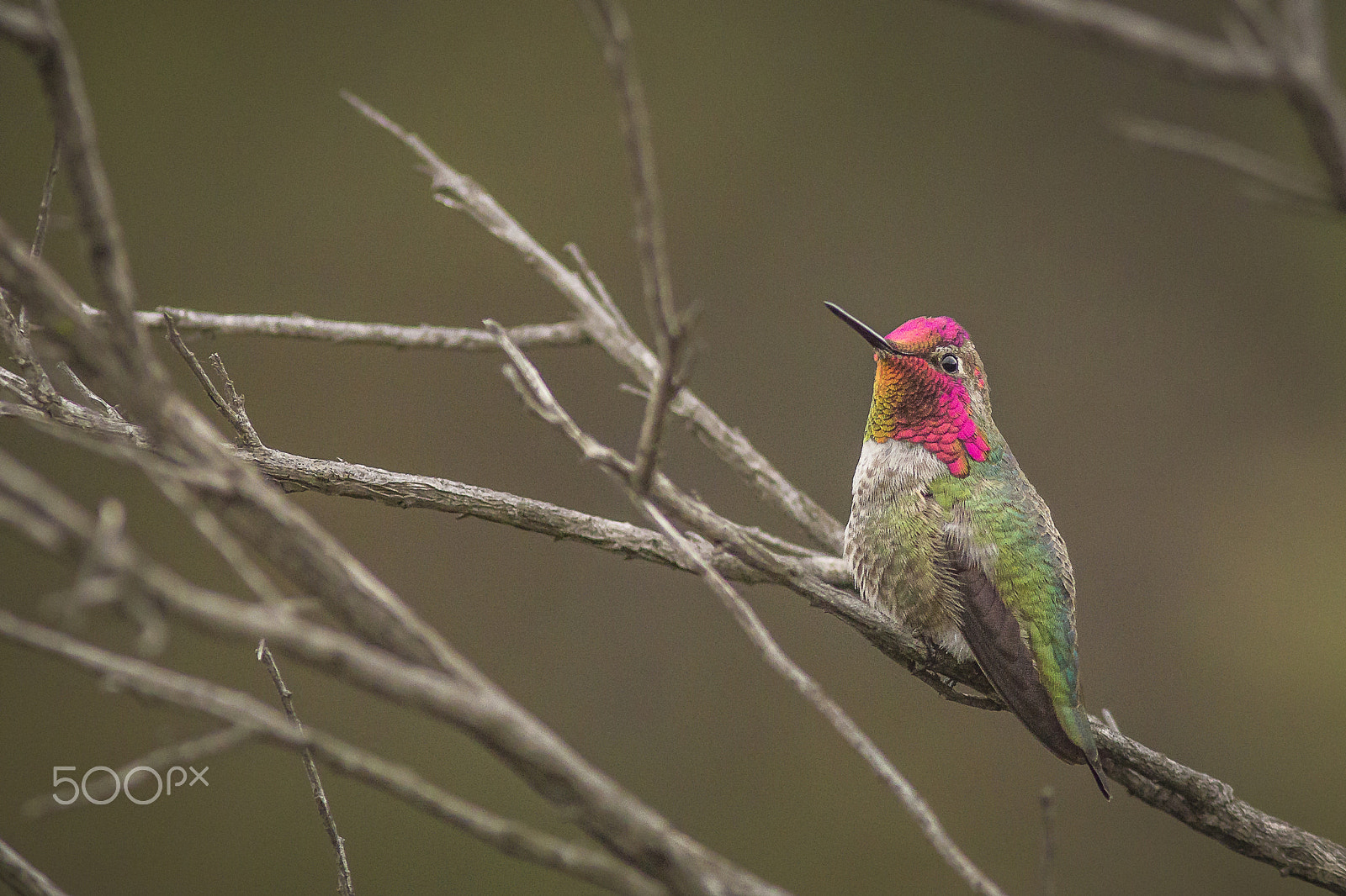 Canon EF 300mm F4L IS USM sample photo. Anna's humming bird photography