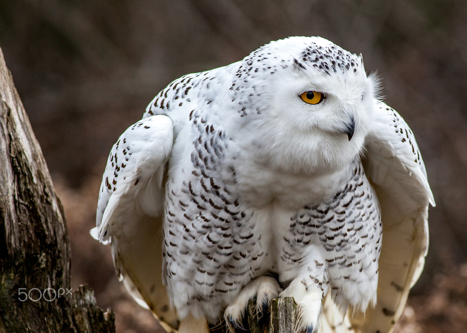 Canon EOS 5D Mark II + Canon EF 400mm F5.6L USM sample photo. Snowy owl photography