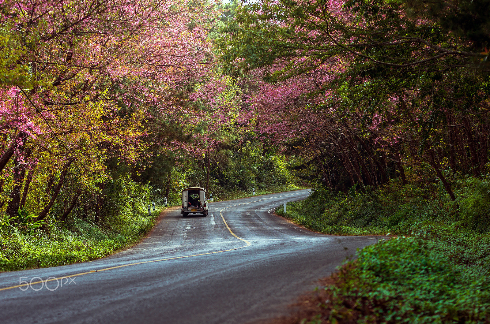 Pentax K-5 IIs sample photo. Sakura or cherry blossom and tree on road photography