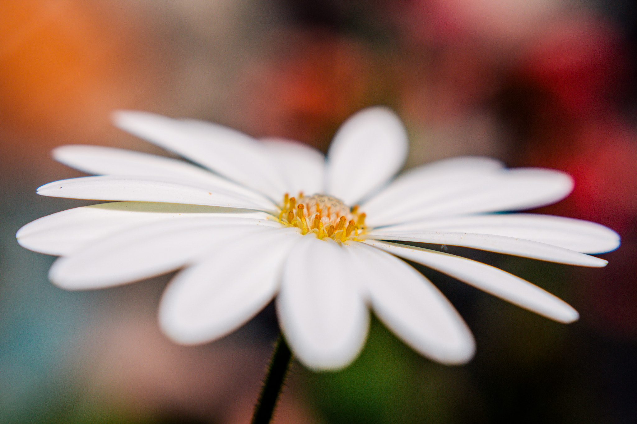 Canon EF 40mm F2.8 STM sample photo. La margarita dijo no... photography