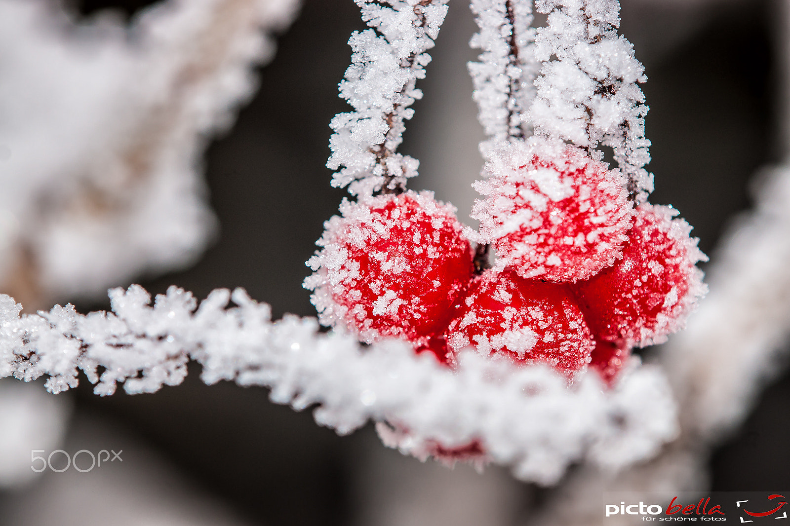 Sony Alpha DSLR-A700 + Tamron SP AF 180mm F3.5 Di LD (IF) Macro sample photo. Frozen photography