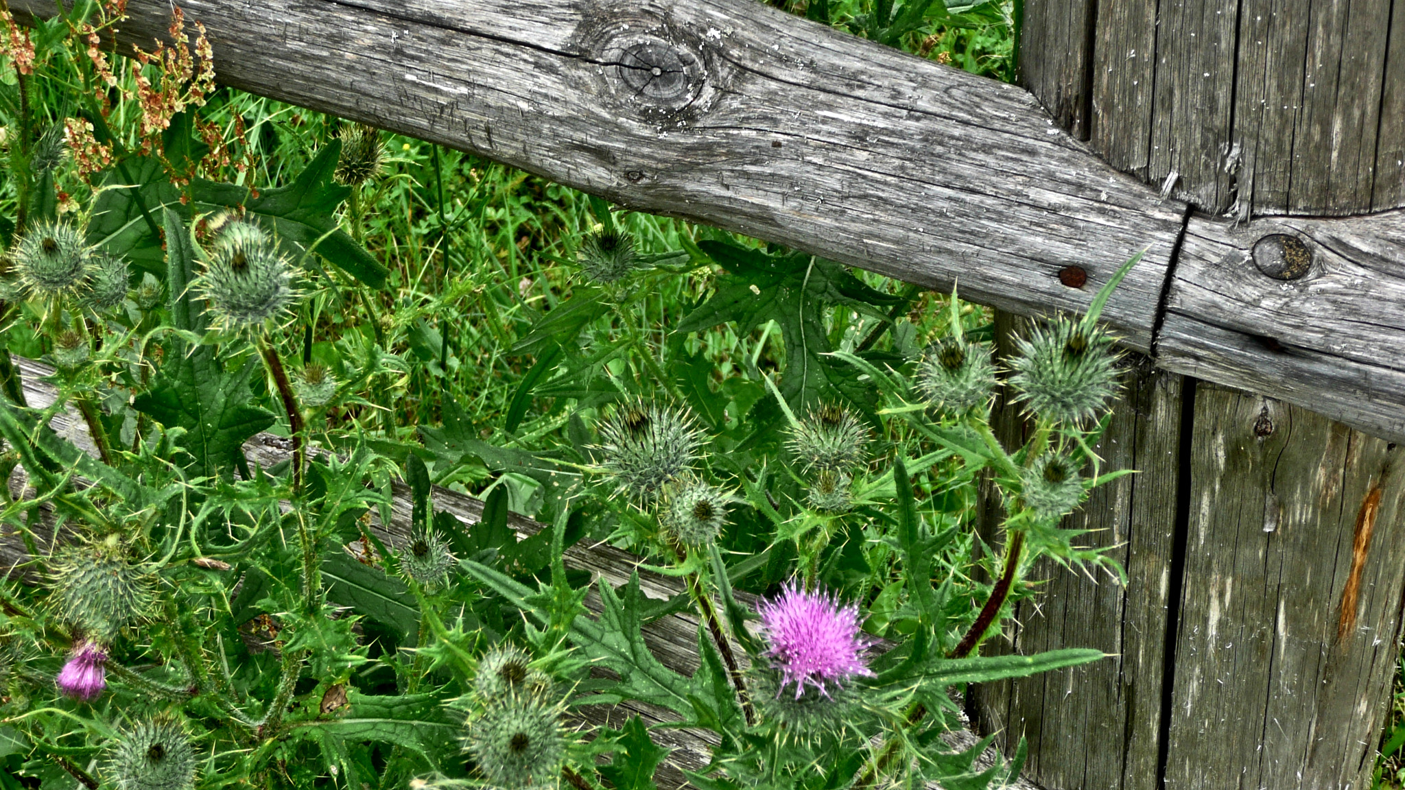 Panasonic DMC-TZ2 sample photo. Thistle. photography