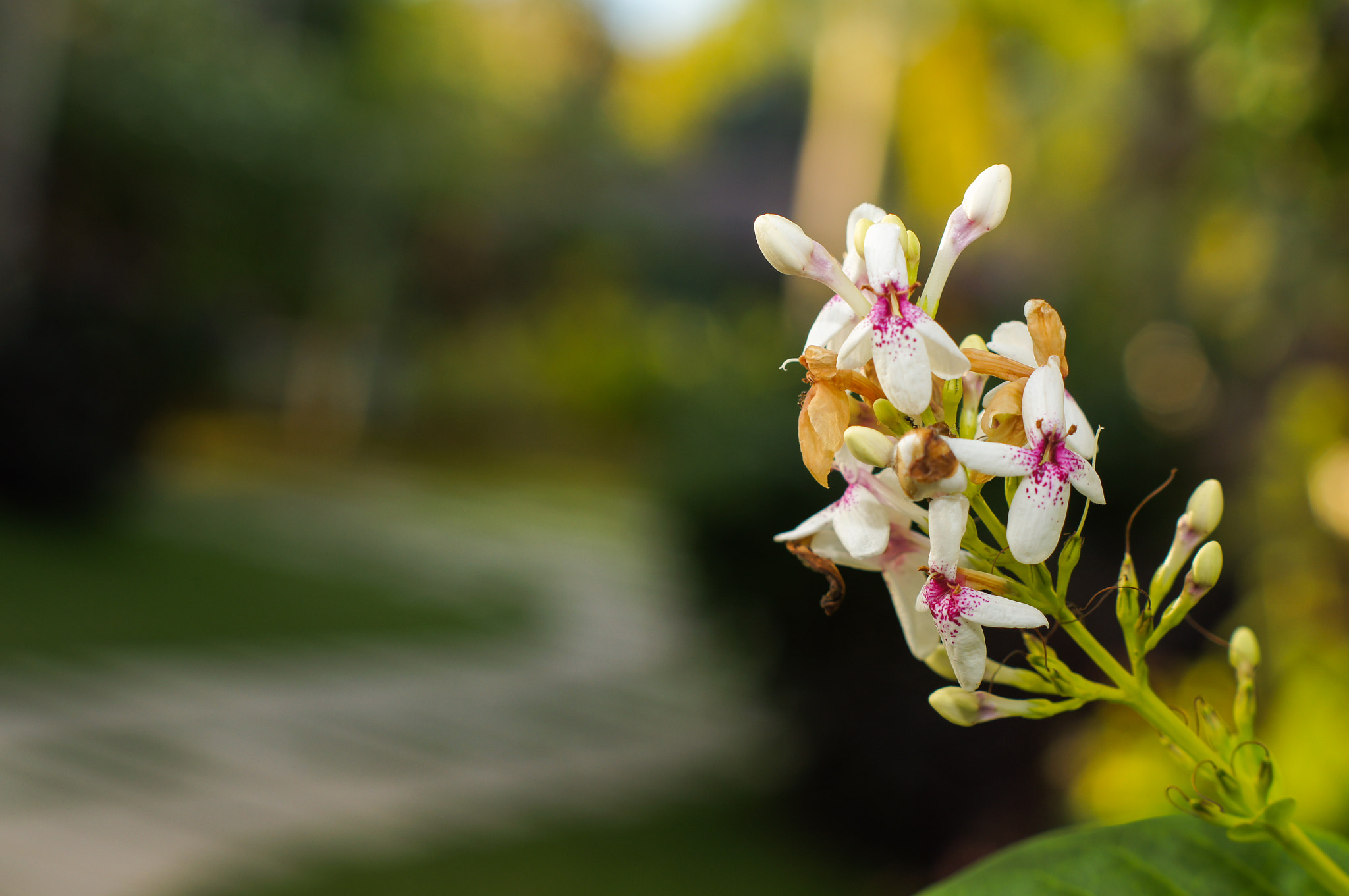 Sony SLT-A55 (SLT-A55V) + Sony DT 50mm F1.8 SAM sample photo. 花开花谢 photography