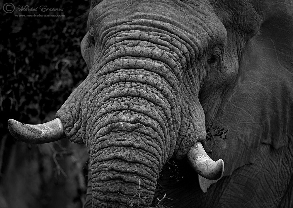 Nikon AF-S Nikkor 400mm F2.8G ED VR II sample photo. Face of wisdom photography