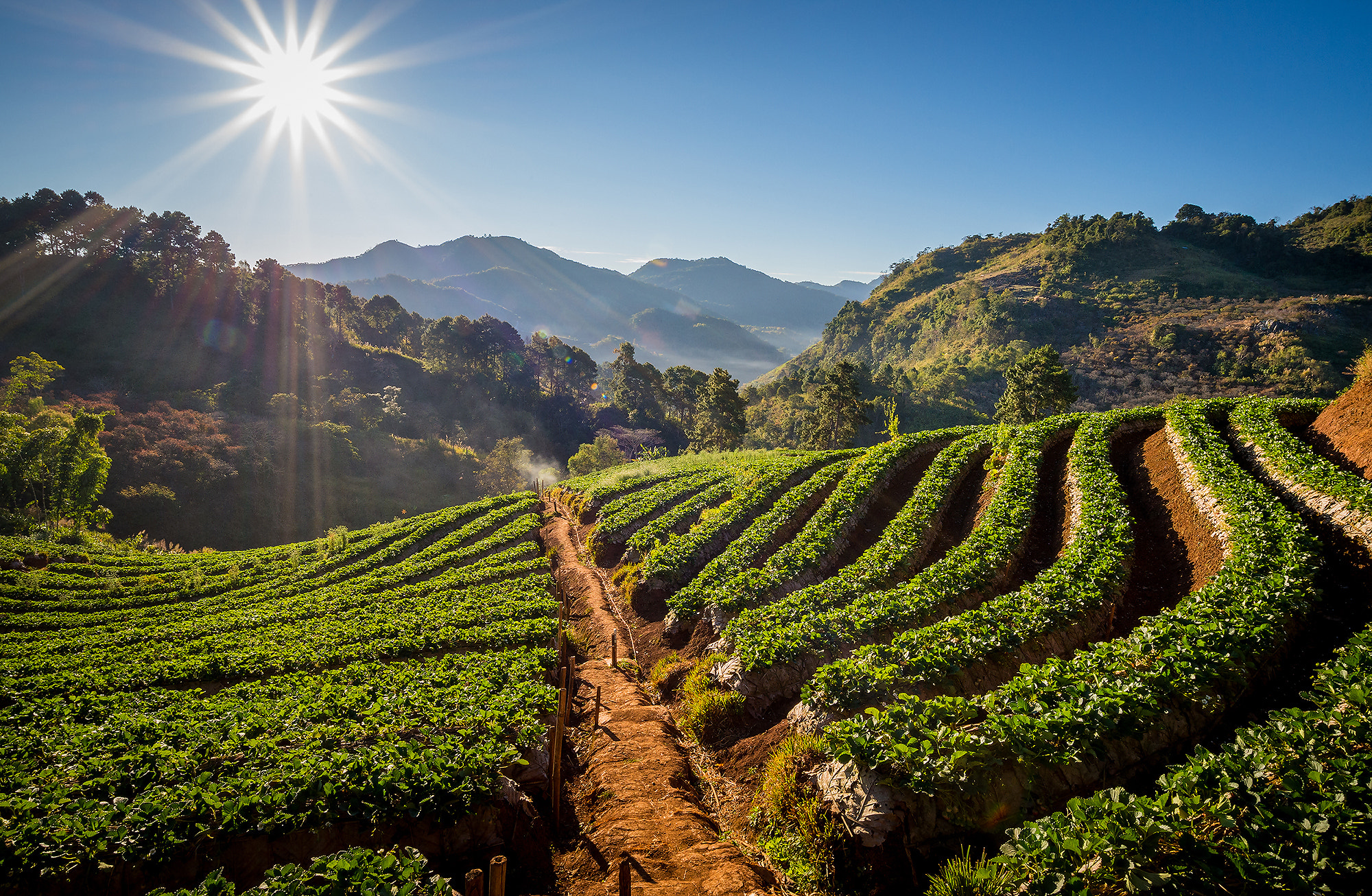 Nikon AF-S Nikkor 18-35mm F3.5-4.5G ED sample photo. Angkhang strawberry photography