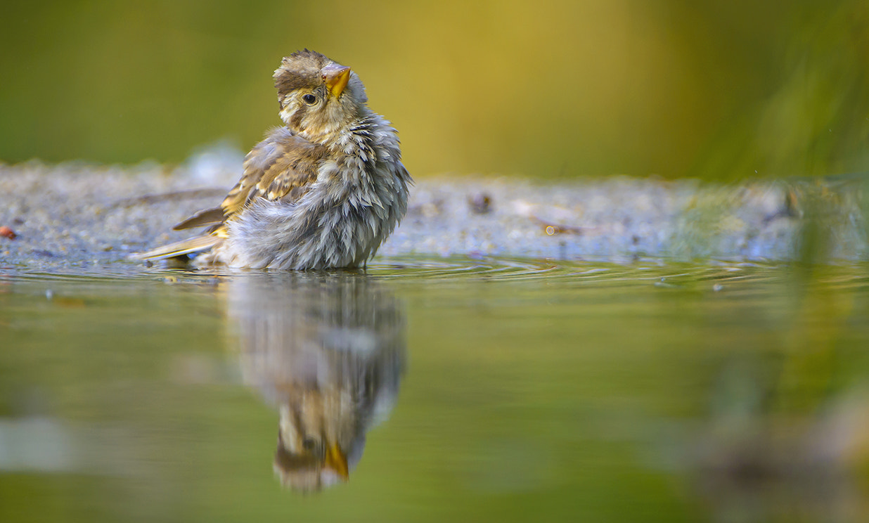 Nikon AF-S Nikkor 200-400mm F4G ED-IF VR sample photo. Teenager photography
