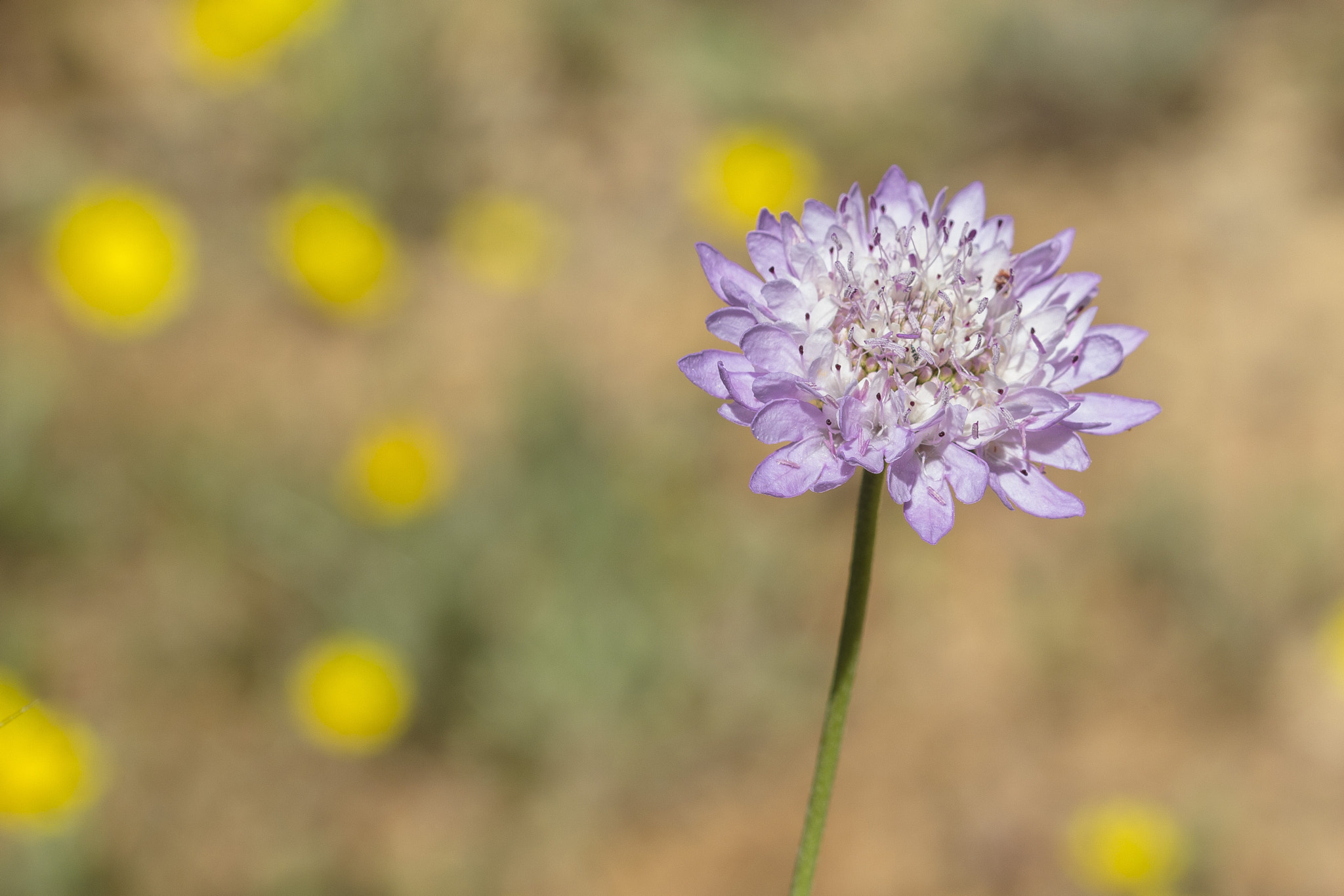 Sigma 105mm F2.8 EX DG OS HSM sample photo. Entre las flores... photography