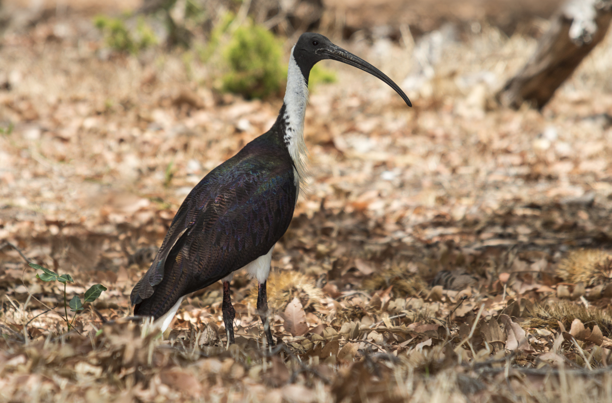 Sigma 70-200mm F2.8 EX DG OS HSM sample photo. Ibis photography