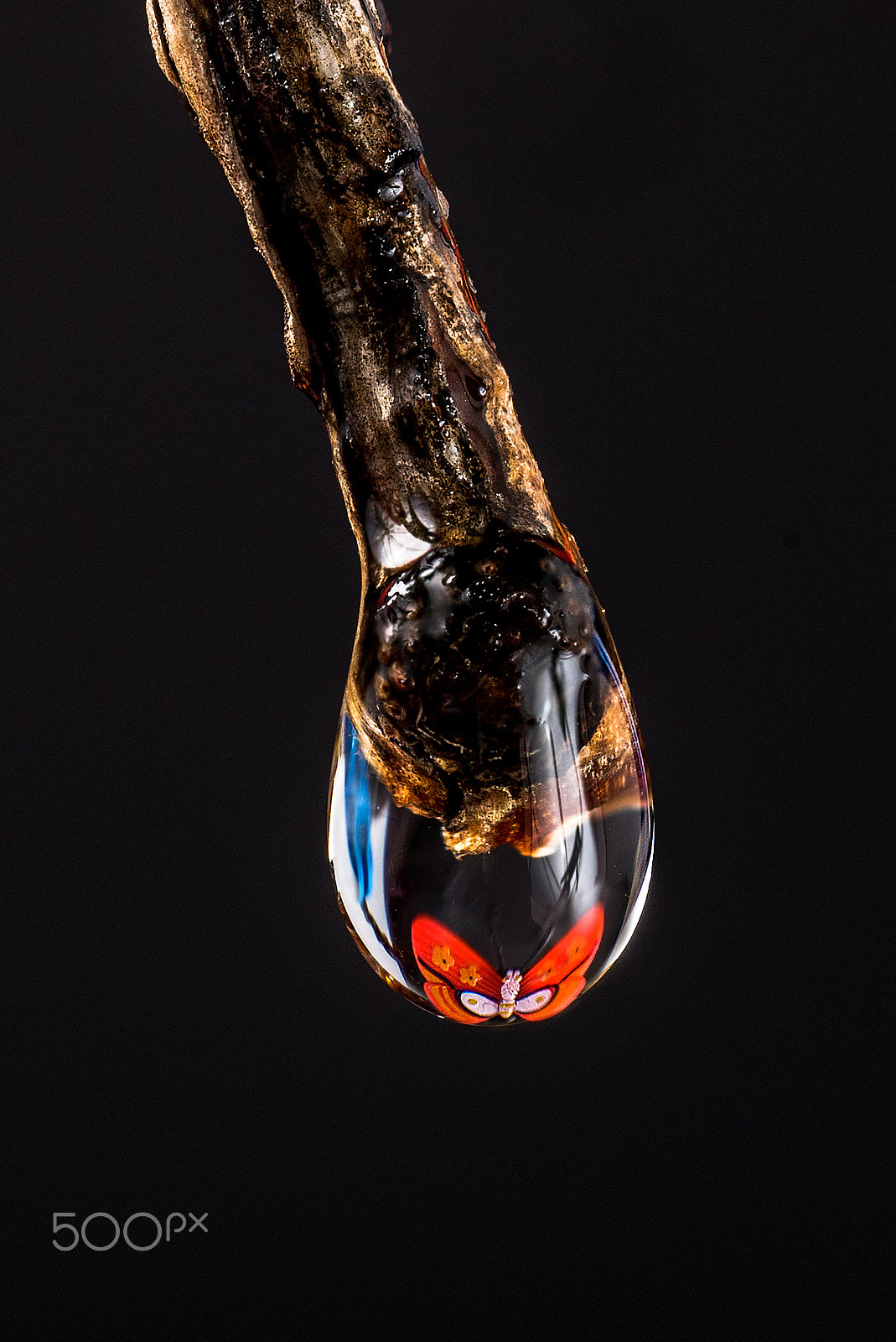 Nikon D600 sample photo. Butterfly in water trap photography