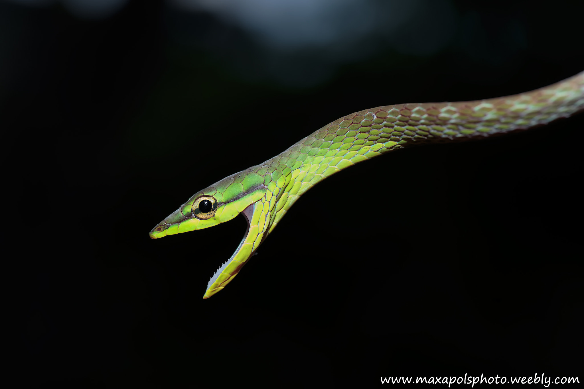 Canon EOS-1D X + Tamron SP AF 90mm F2.8 Di Macro sample photo. Parrot snake photography