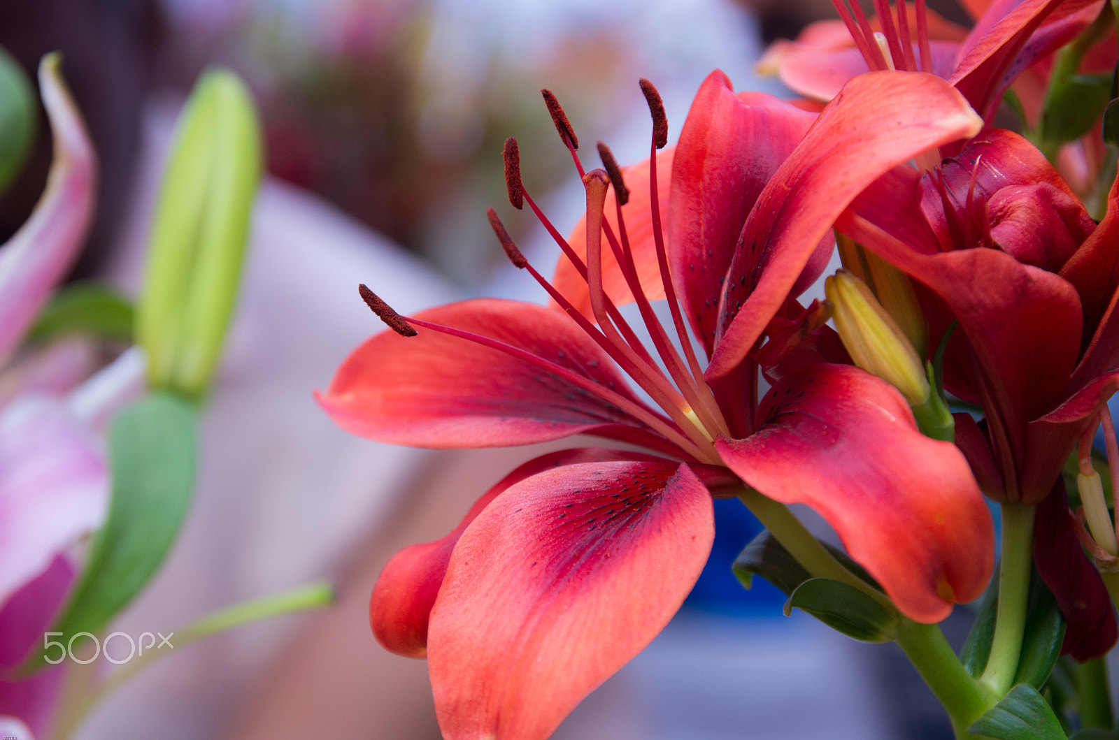 Pentax K-5 IIs sample photo. Flower #2 photography