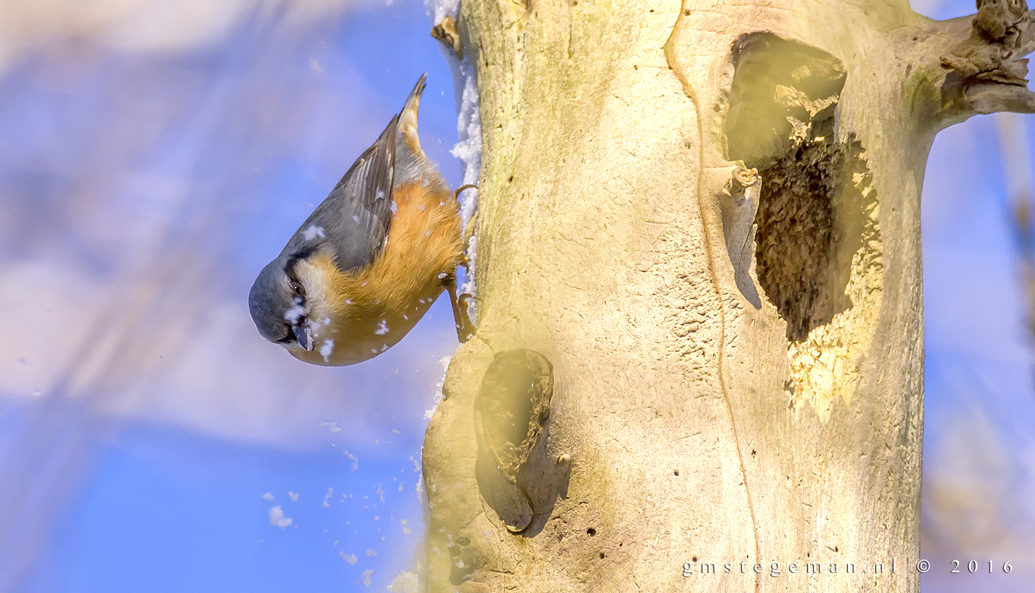 Sigma 150-600mm F5-6.3 DG OS HSM | C sample photo. Nuthatch photography