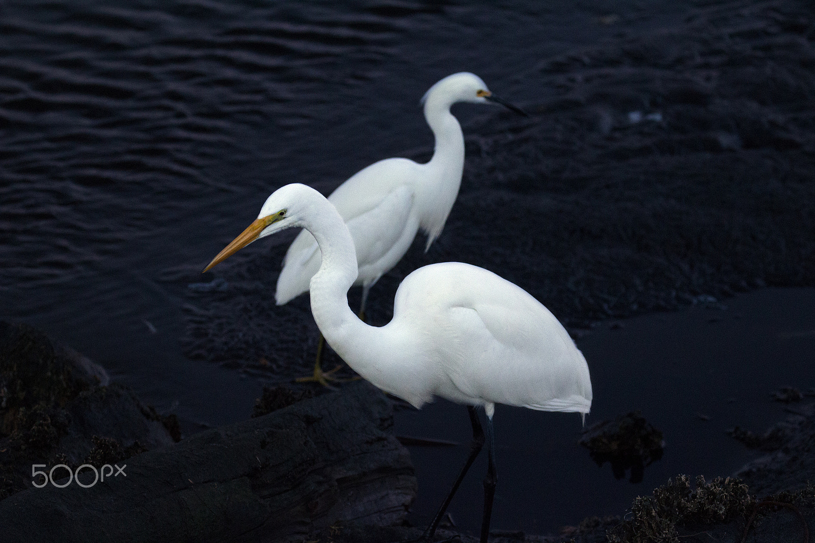 Canon EF 100-400mm F4.5-5.6L IS II USM sample photo. Spotlight egrets photography
