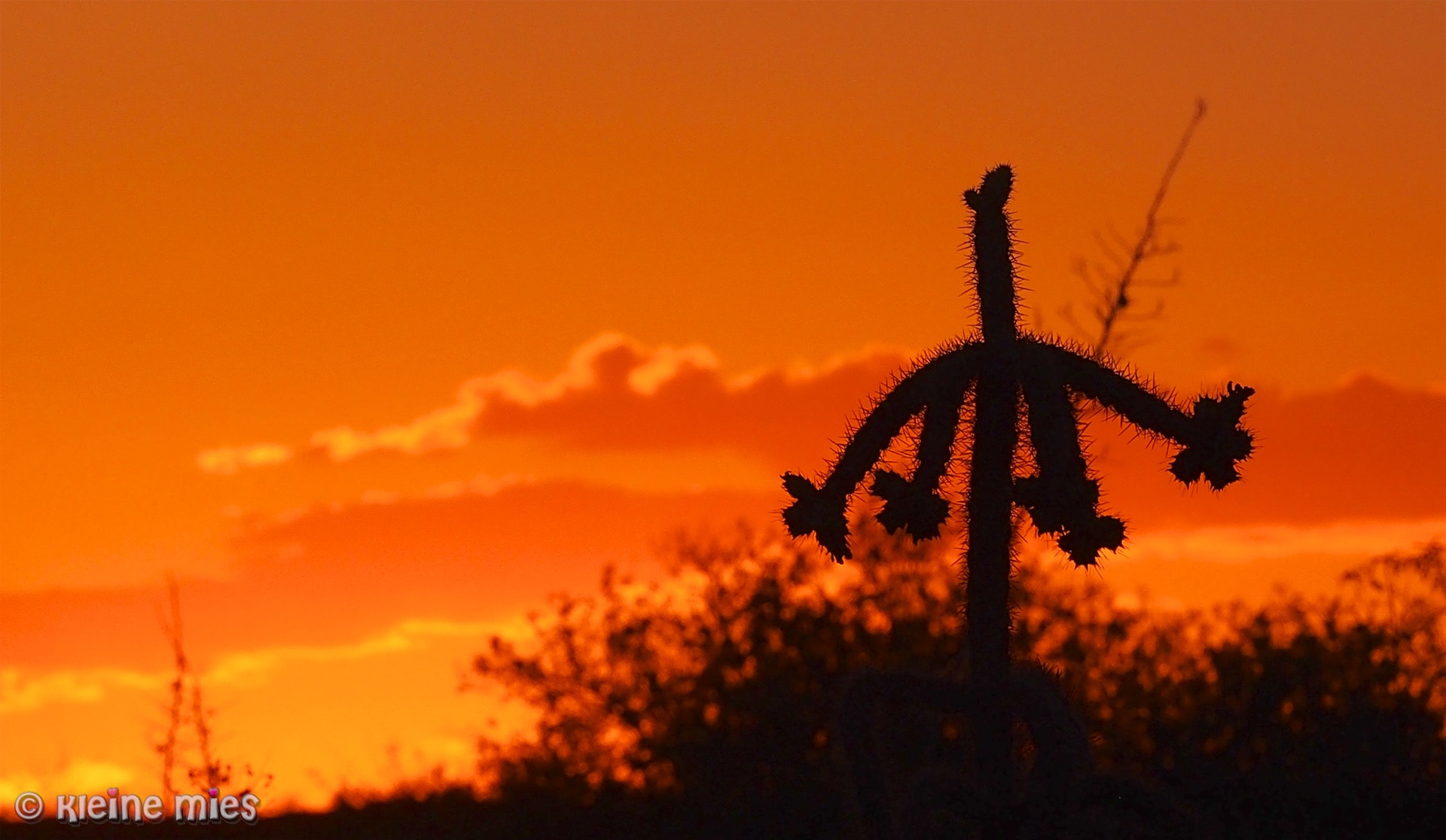 Panasonic Lumix G X Vario 35-100mm F2.8 OIS sample photo. Desert bloom photography