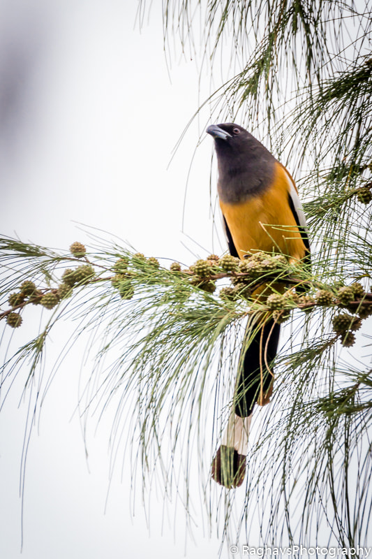 Tamron SP 150-600mm F5-6.3 Di VC USD sample photo. Rofous portrait photography