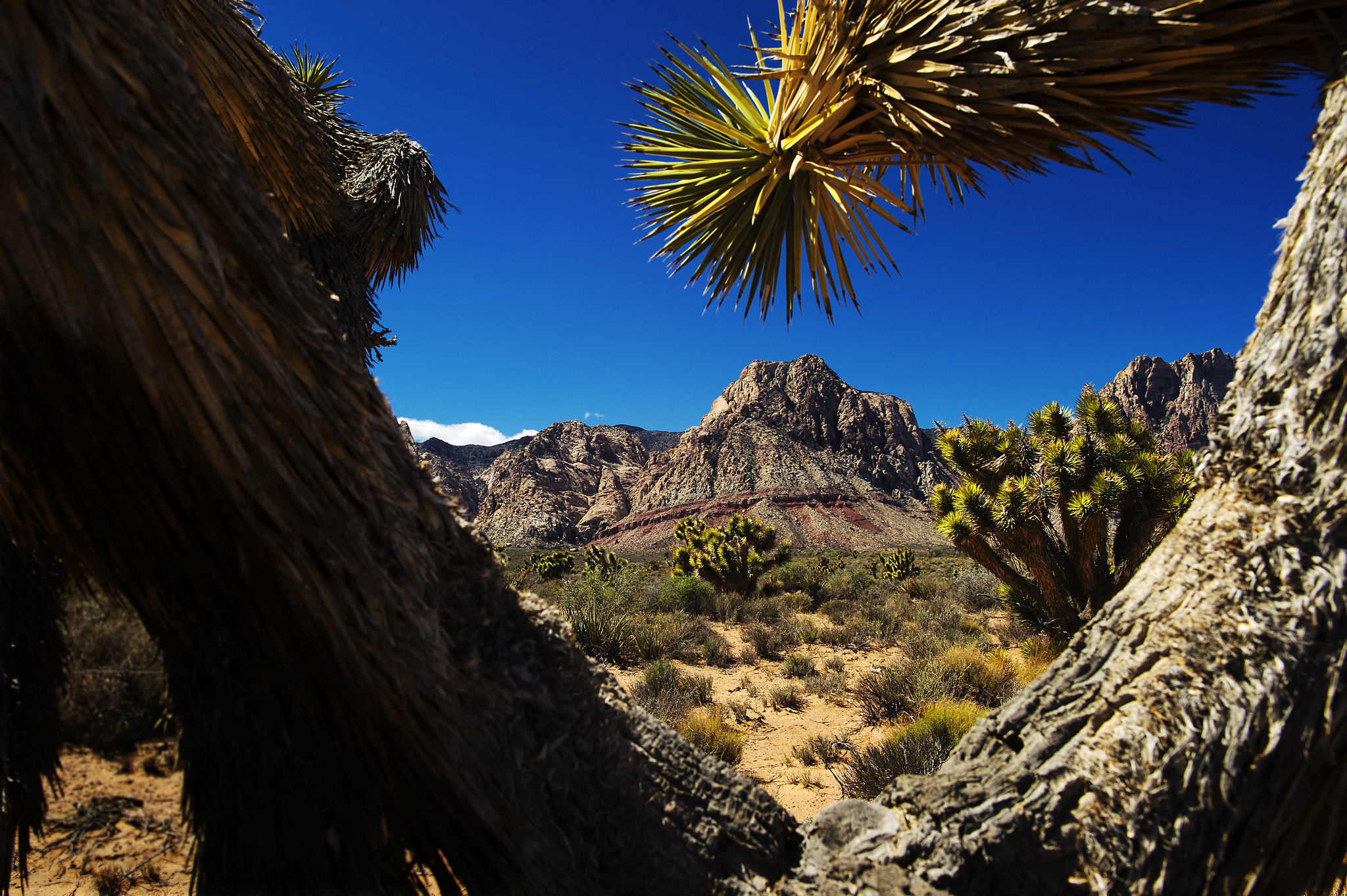 Nikon Df + Nikon AF-S Nikkor 24mm F1.4G ED sample photo. Desert view photography