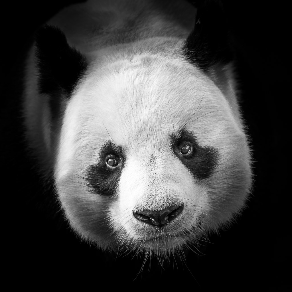 Pentax smc DA* 200mm F2.8 ED (IF) SDM sample photo. Panda photography