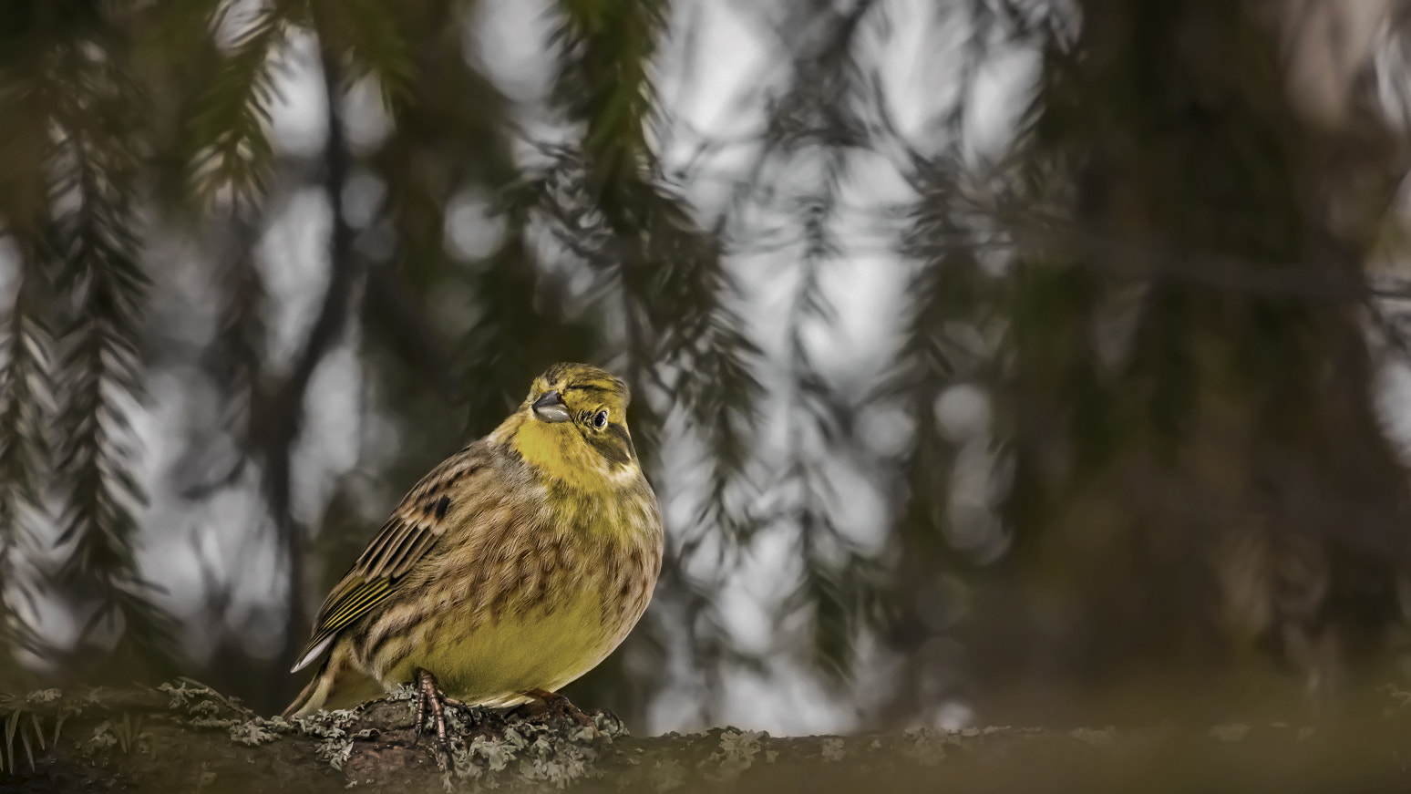 Sigma 150-500mm F5-6.3 DG OS HSM sample photo. Yellowhammer. photography