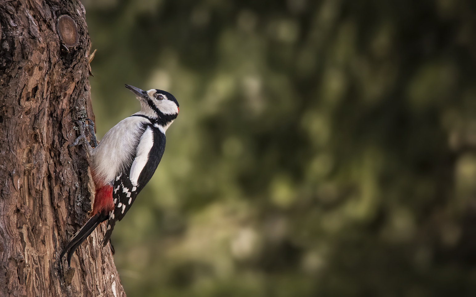 Sigma 150-500mm F5-6.3 DG OS HSM sample photo. Great spotted woodpecker. photography