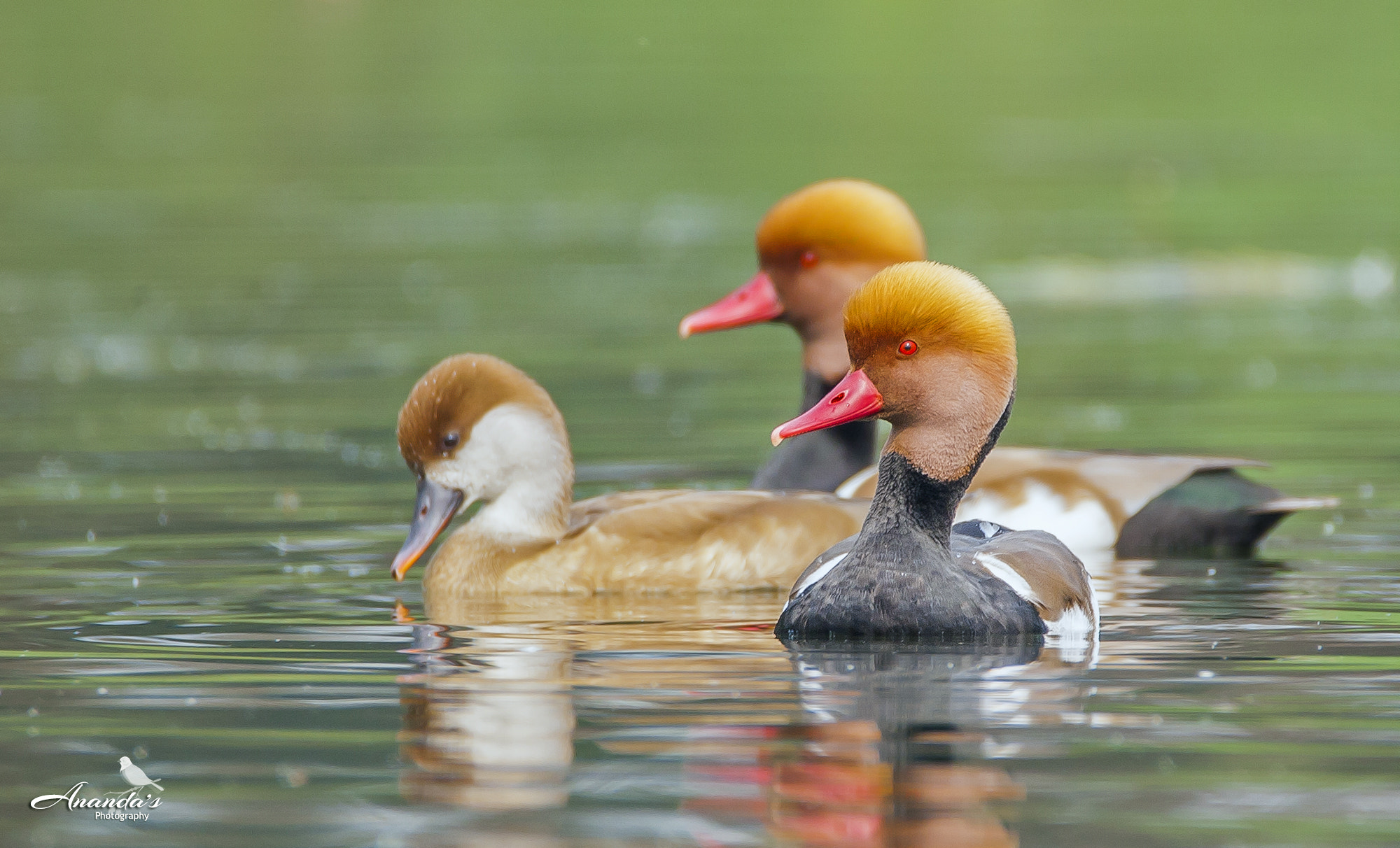 Canon EOS 5D + Tamron SP 150-600mm F5-6.3 Di VC USD sample photo. Red-crested pochard photography
