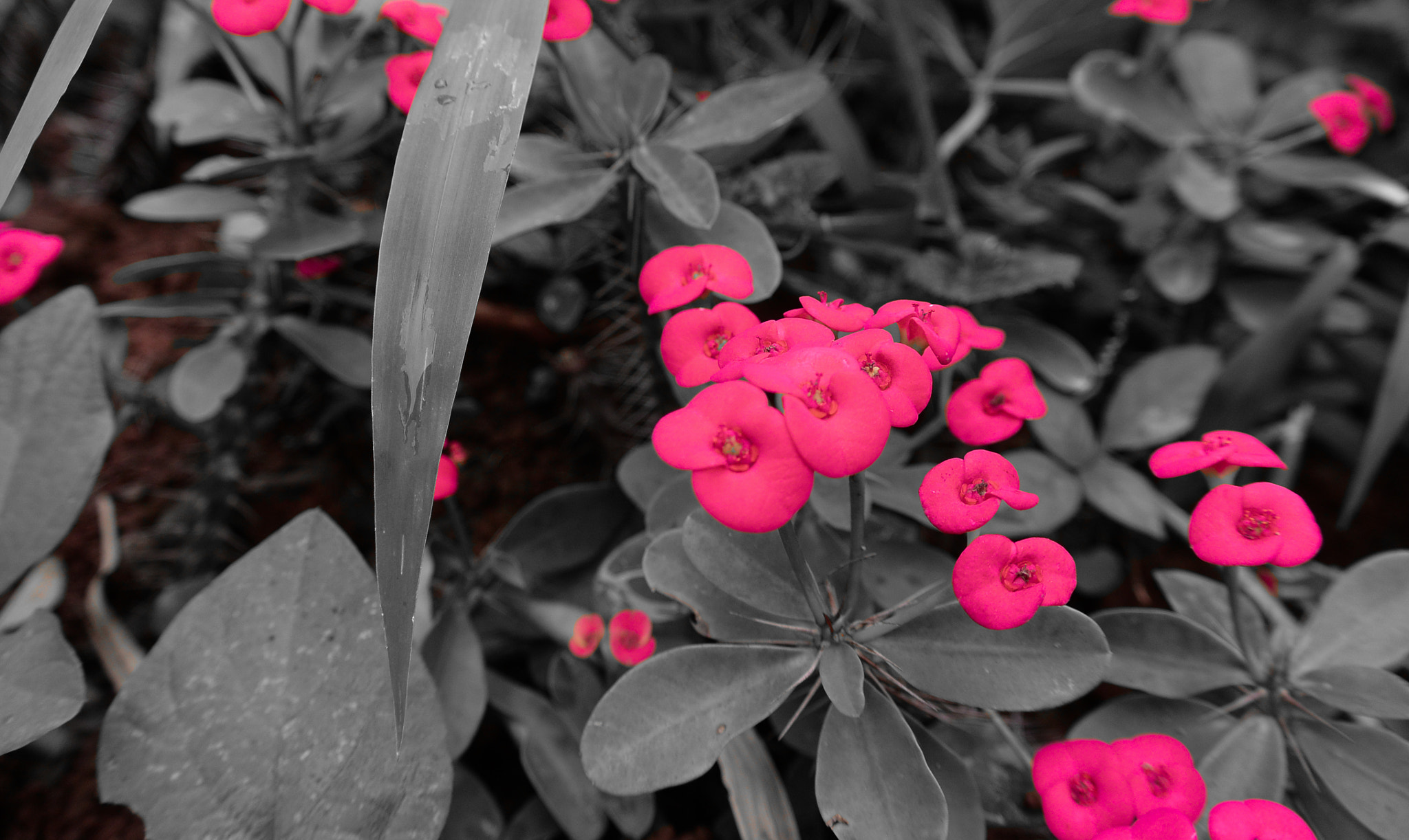 Nikon 1 J3 sample photo. Euphorbia milii.jpg photography