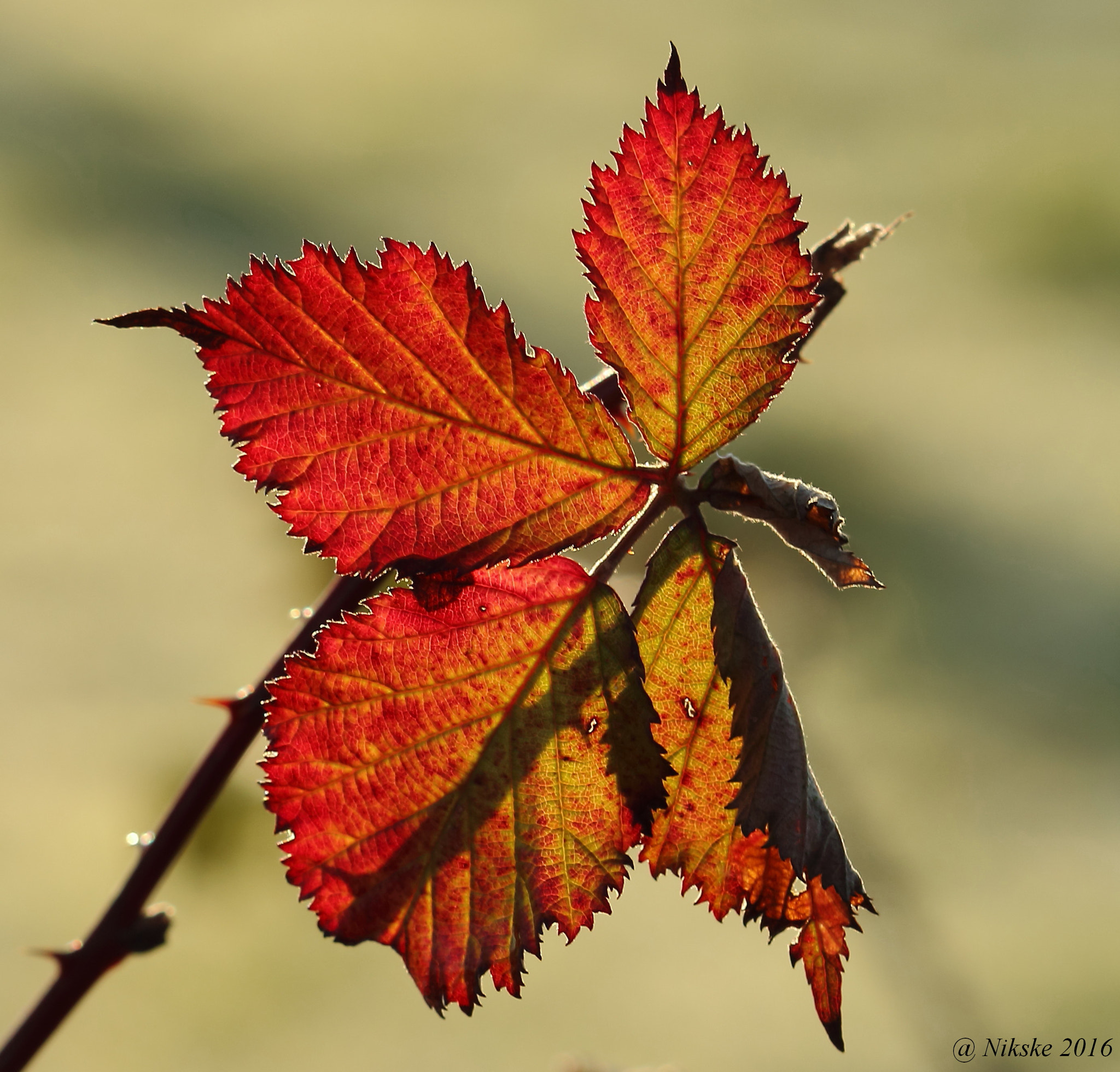 Canon EOS 700D (EOS Rebel T5i / EOS Kiss X7i) + Canon EF 100mm F2.8 Macro USM sample photo. Beautiful colors photography