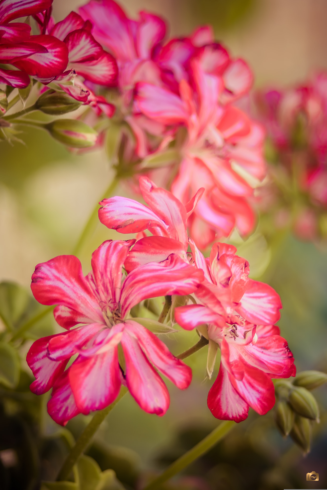 AF Zoom-Nikkor 28-70mm f/3.5-4.5 sample photo. Flower-power series photography