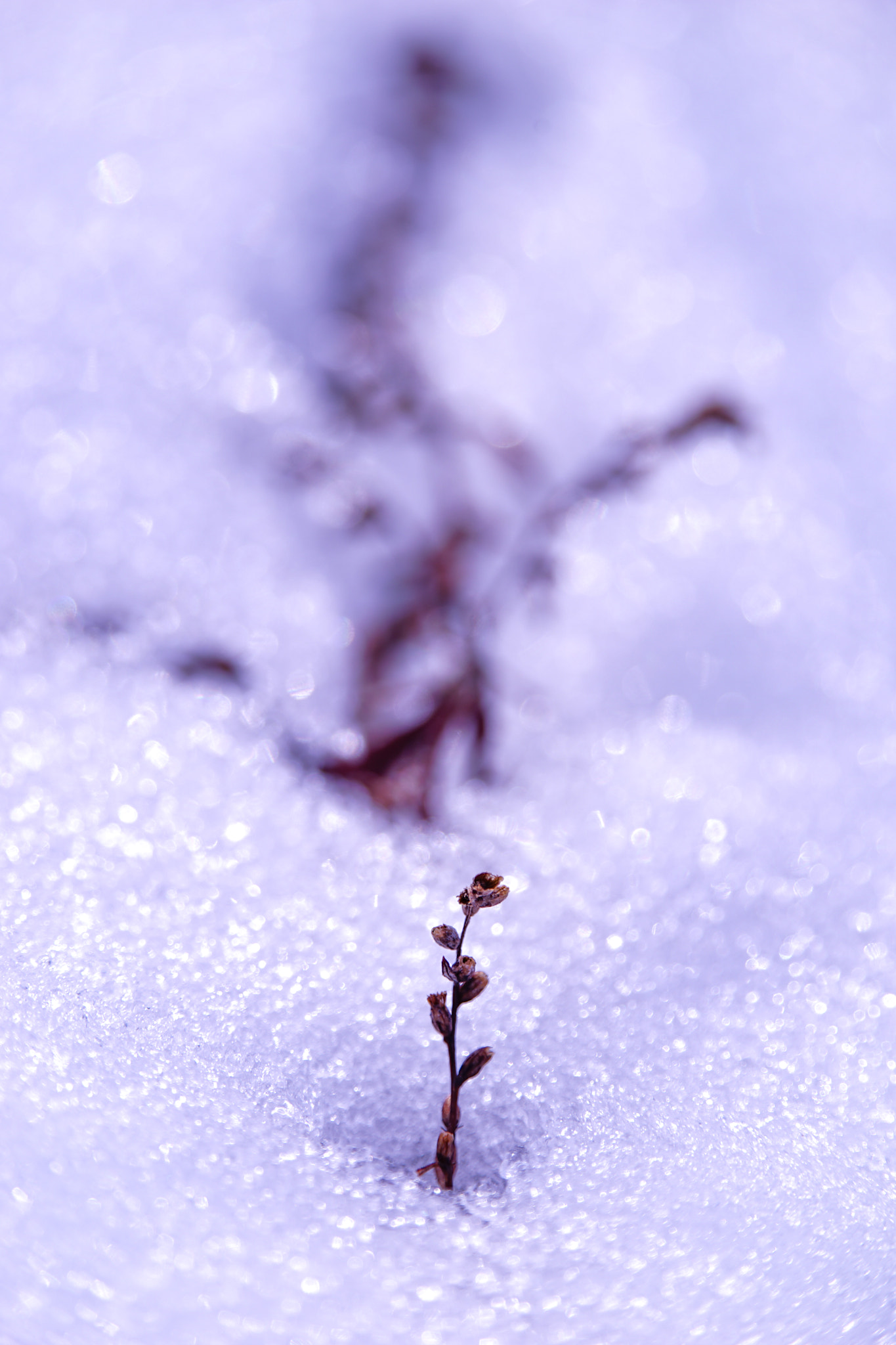 28-300mm F3.5-6.3 SSM sample photo. In the snow photography