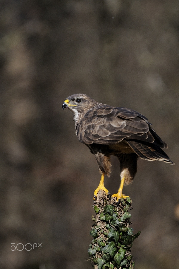 Nikon AF-S Nikkor 200-400mm F4G ED-IF VR sample photo. Buzzard photography