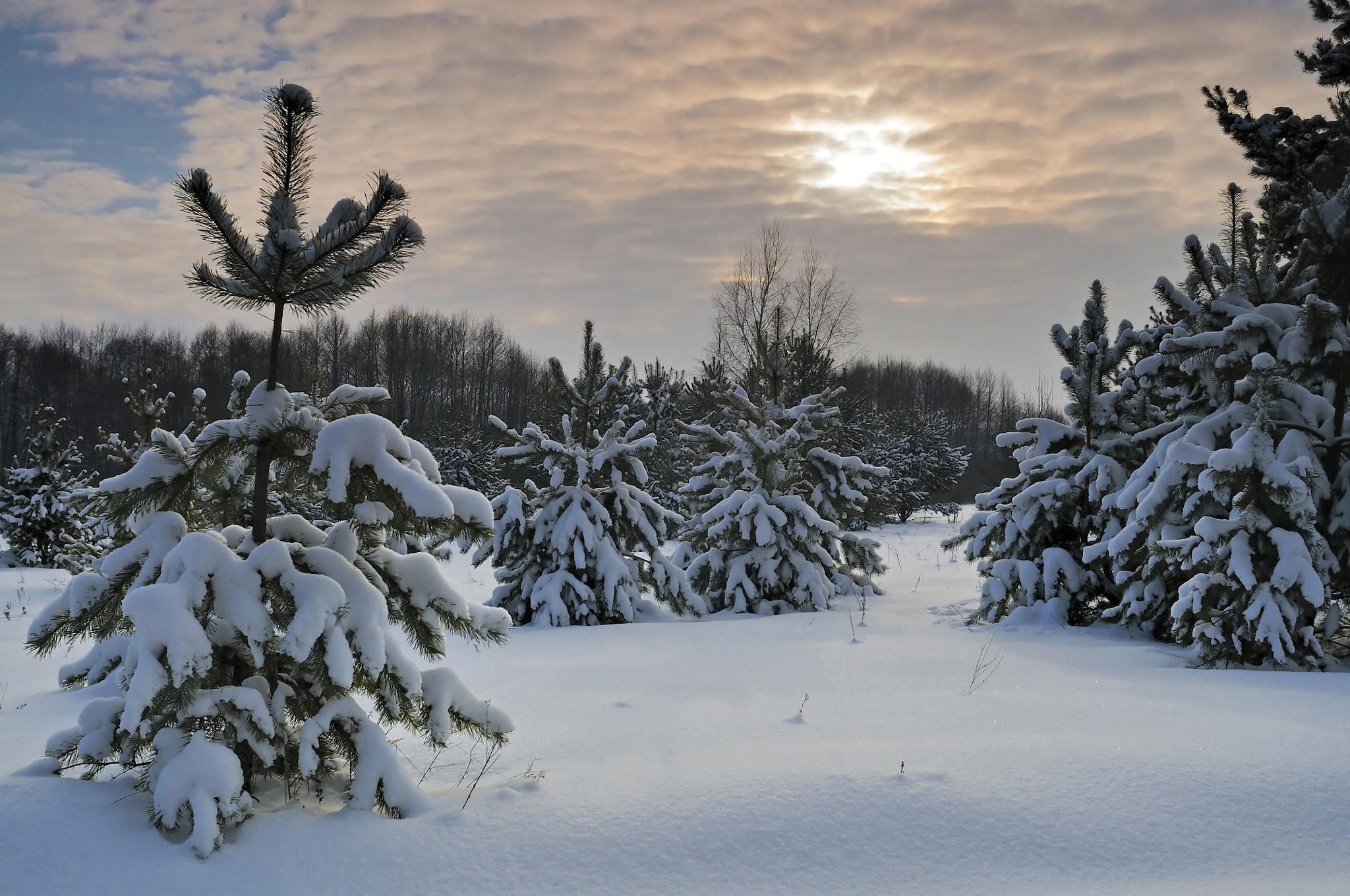 Nikon D300S + Nikon AF Nikkor 24mm F2.8D sample photo. Frost and sun photography