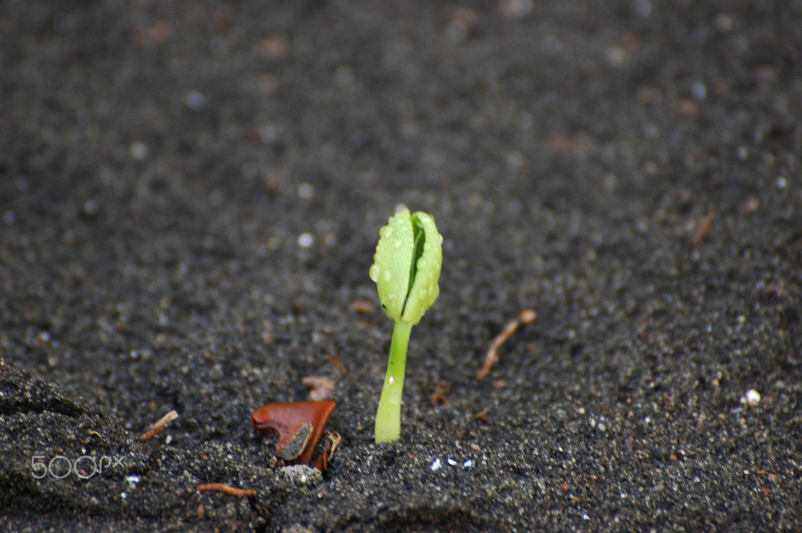 Nikon D70s sample photo. Young plant in black sand photography