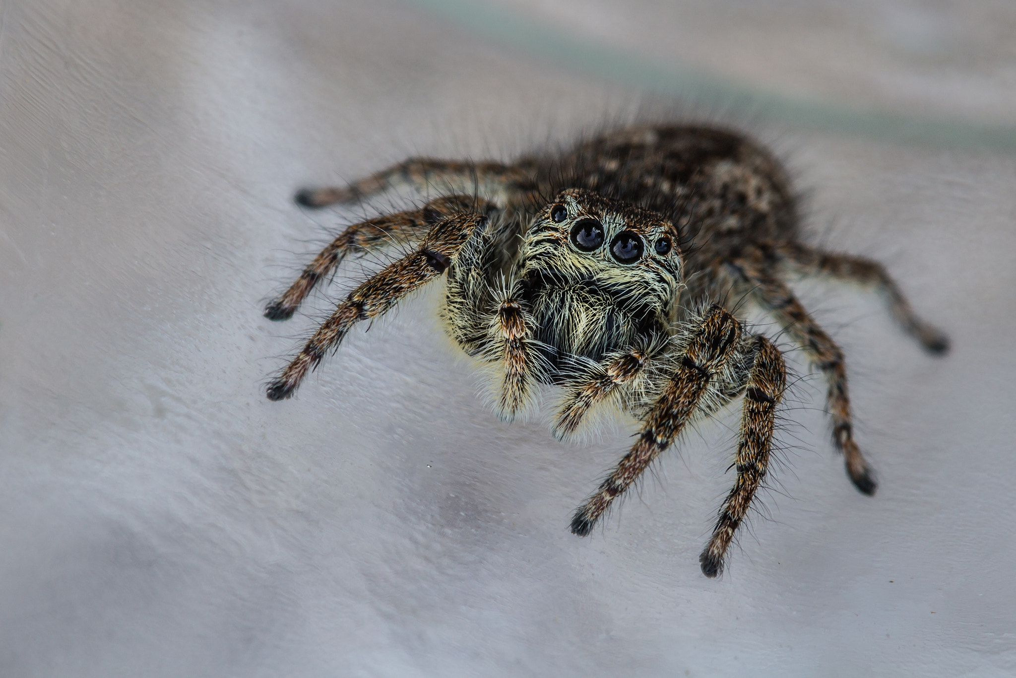 Tamron SP AF 180mm F3.5 Di LD (IF) Macro sample photo. La pattinatrice photography