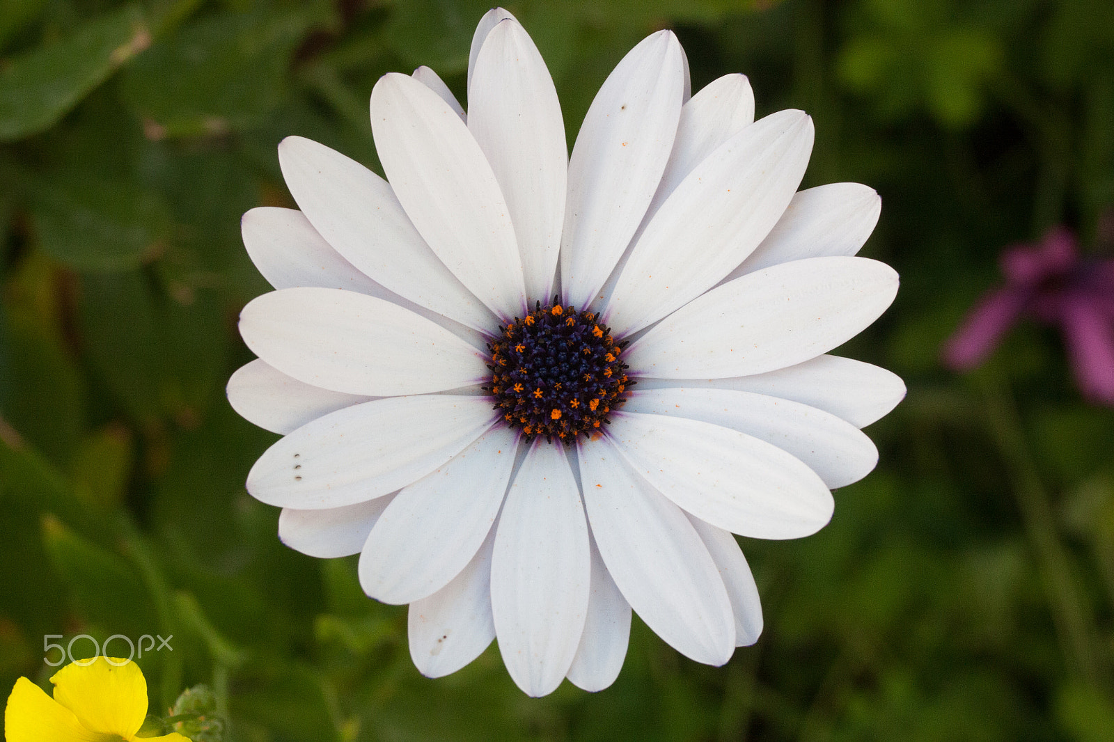 Canon EF-S 60mm F2.8 Macro USM sample photo. White flower with black core photography