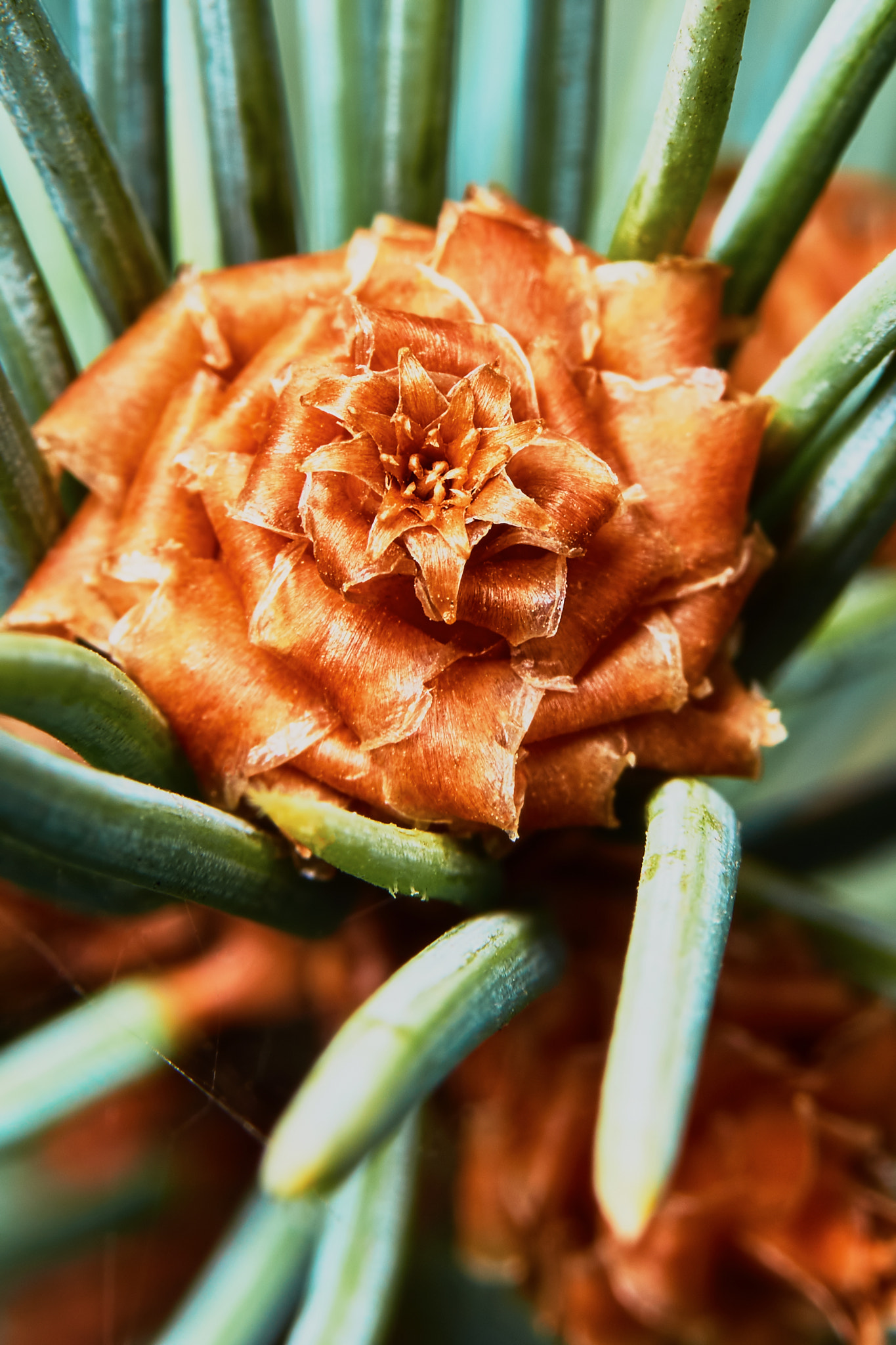 90mm F2.8 Macro G OSS sample photo. Pine cone photography