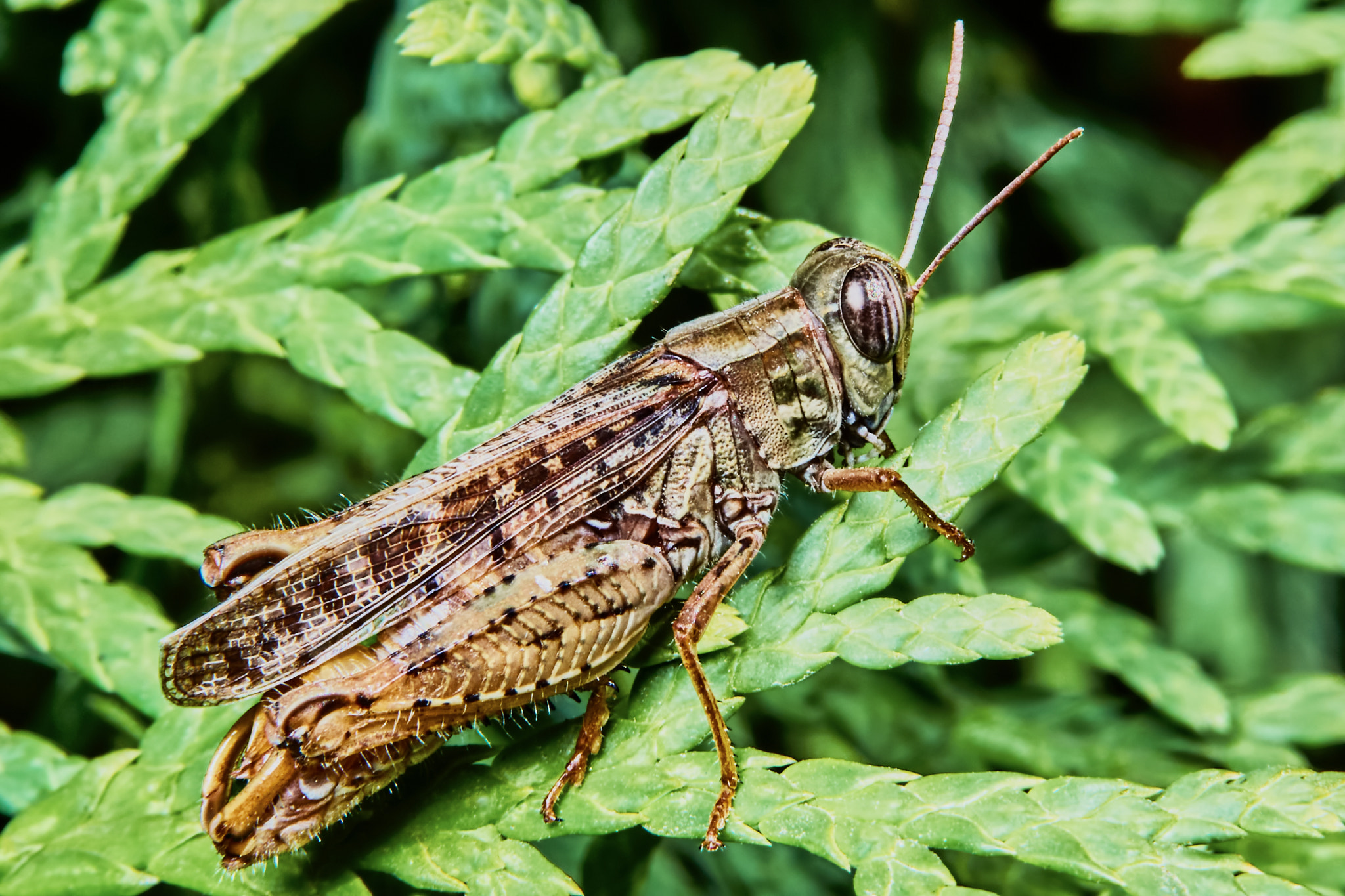 90mm F2.8 Macro G OSS sample photo. Little brown grasshopper photography