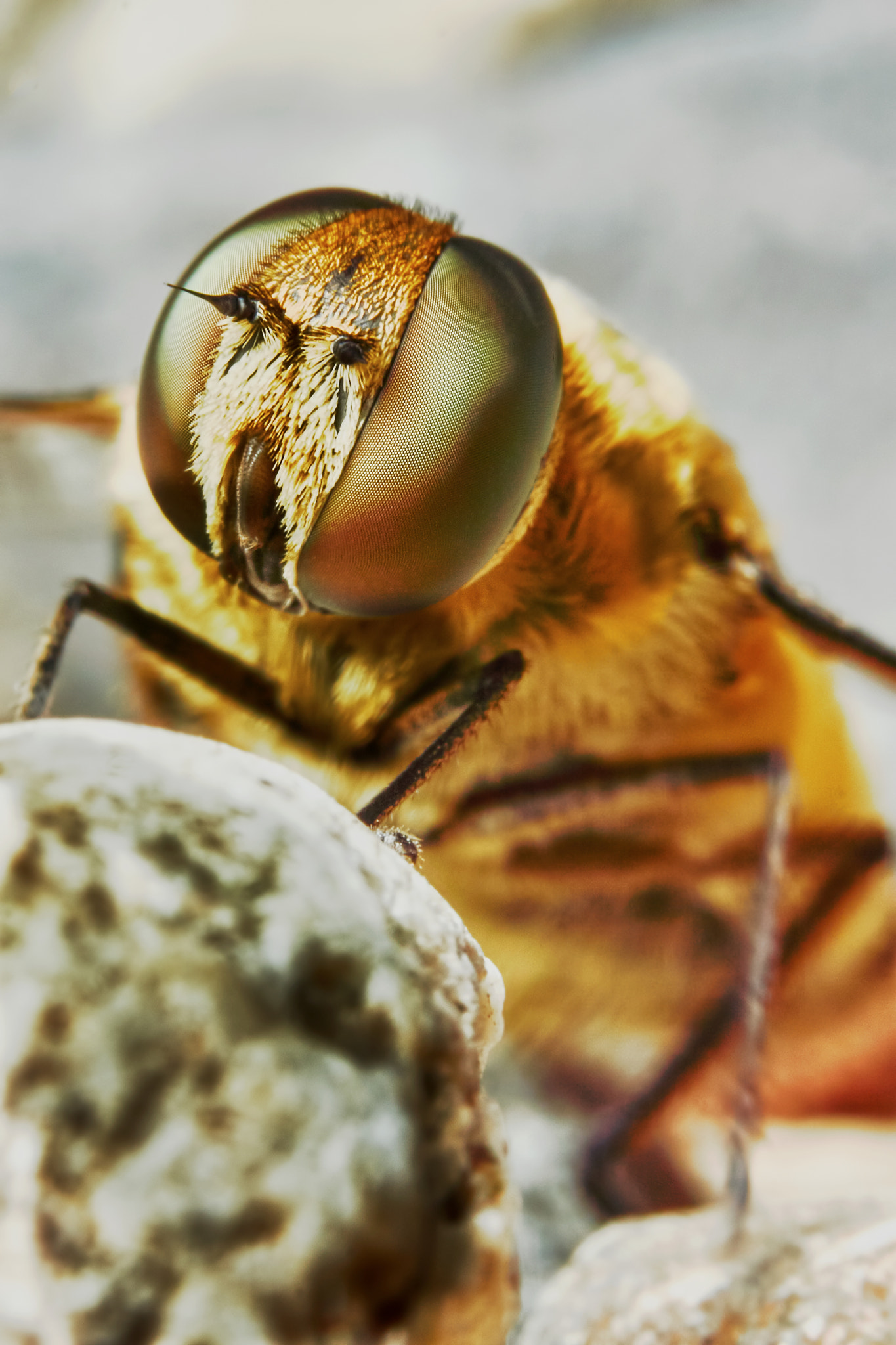 90mm F2.8 Macro G OSS sample photo. Bee in the garden closeup photography